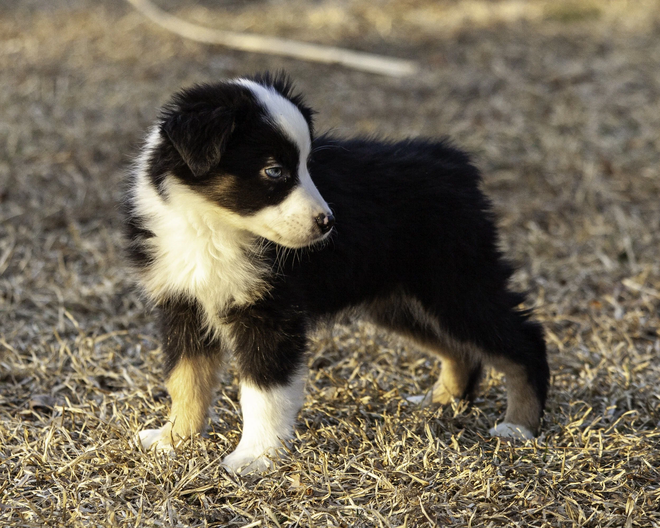 puppies2-13 (157 of 538)-Edit.jpg