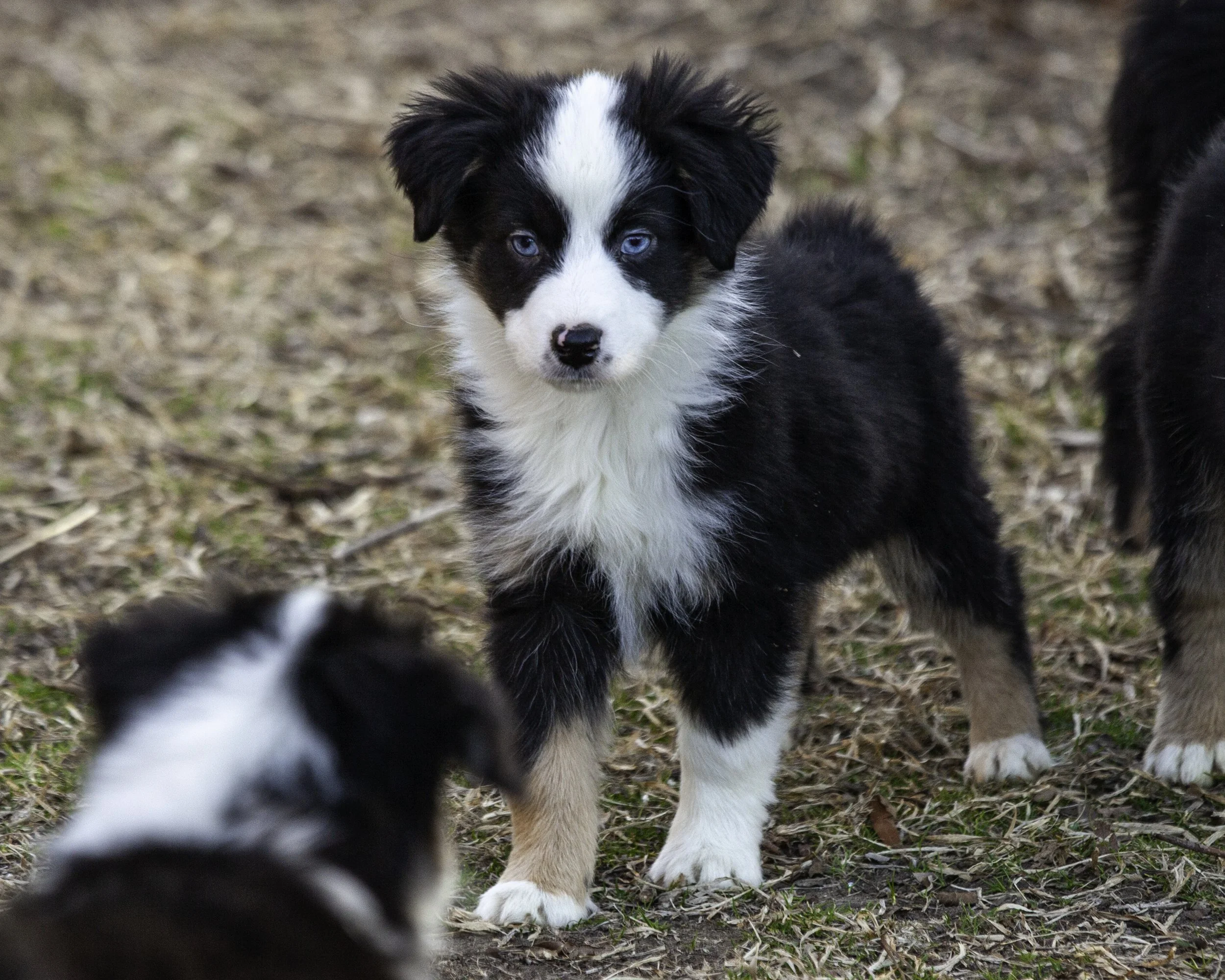 puppies2-13 (252 of 538)-Edit.jpg