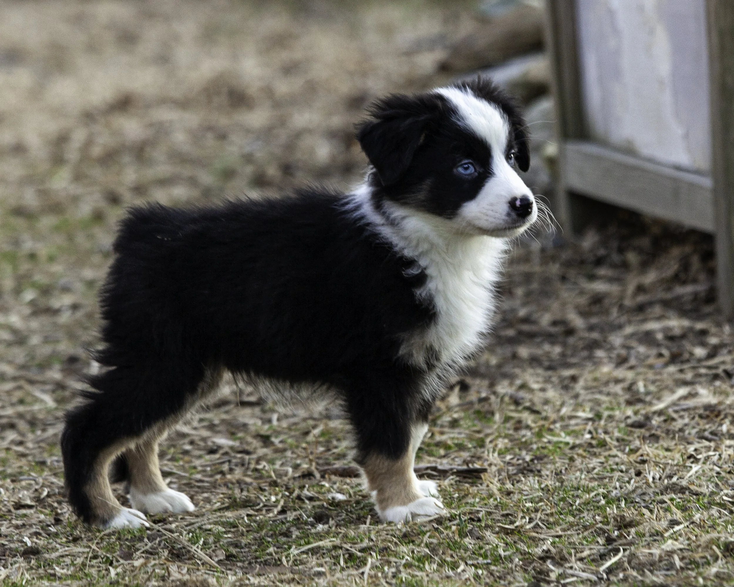 puppies2-13 (385 of 538)-Edit.jpg