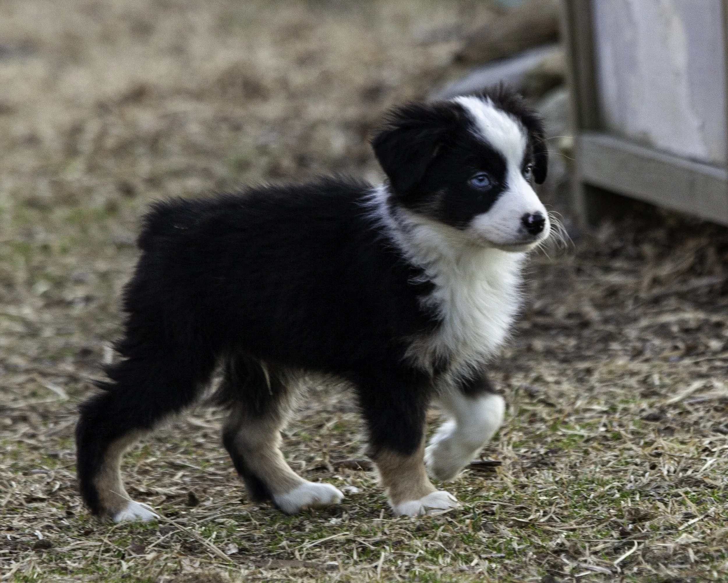 puppies2-13 (386 of 538)-Edit.jpg