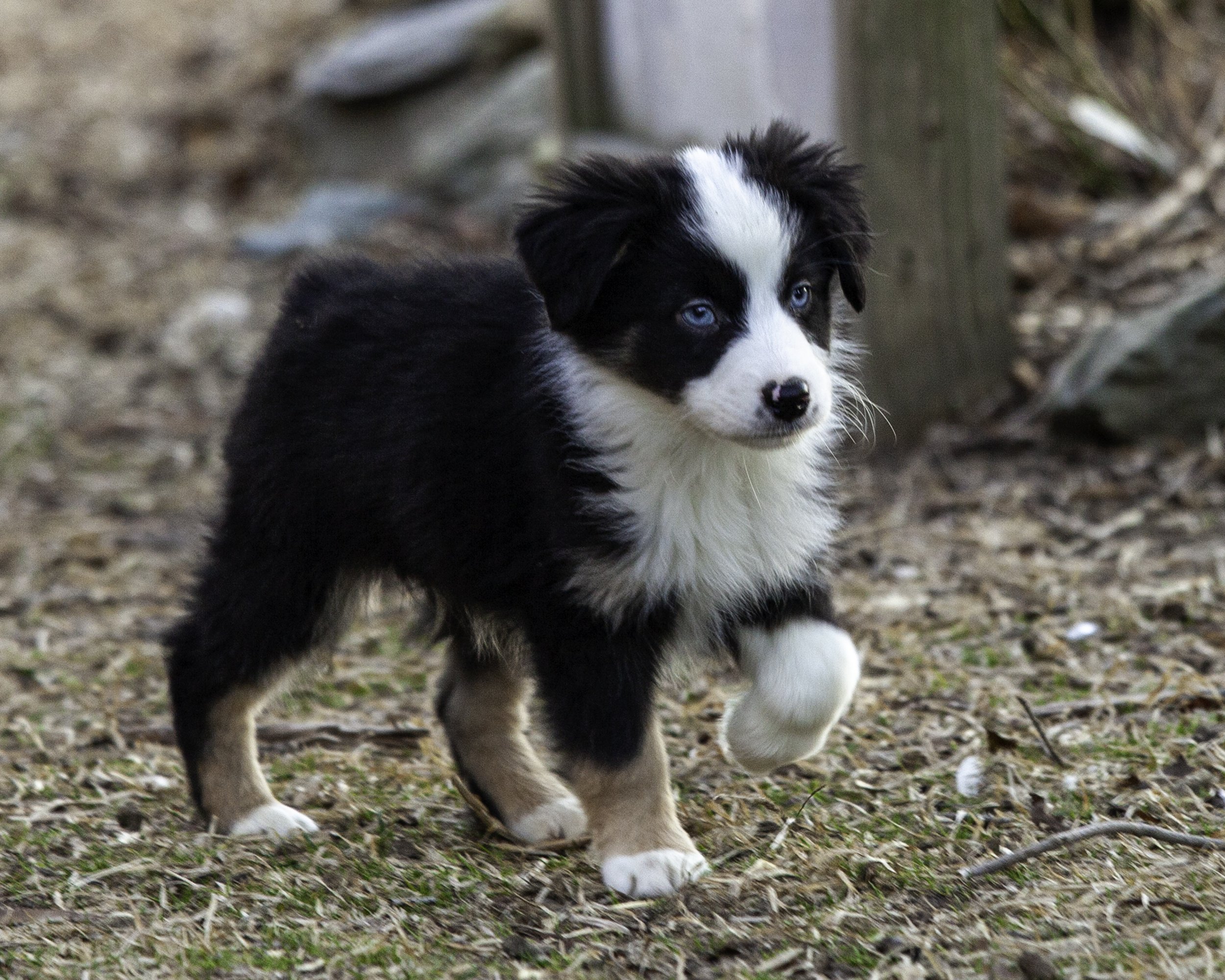 puppies2-13 (387 of 538)-Edit.jpg