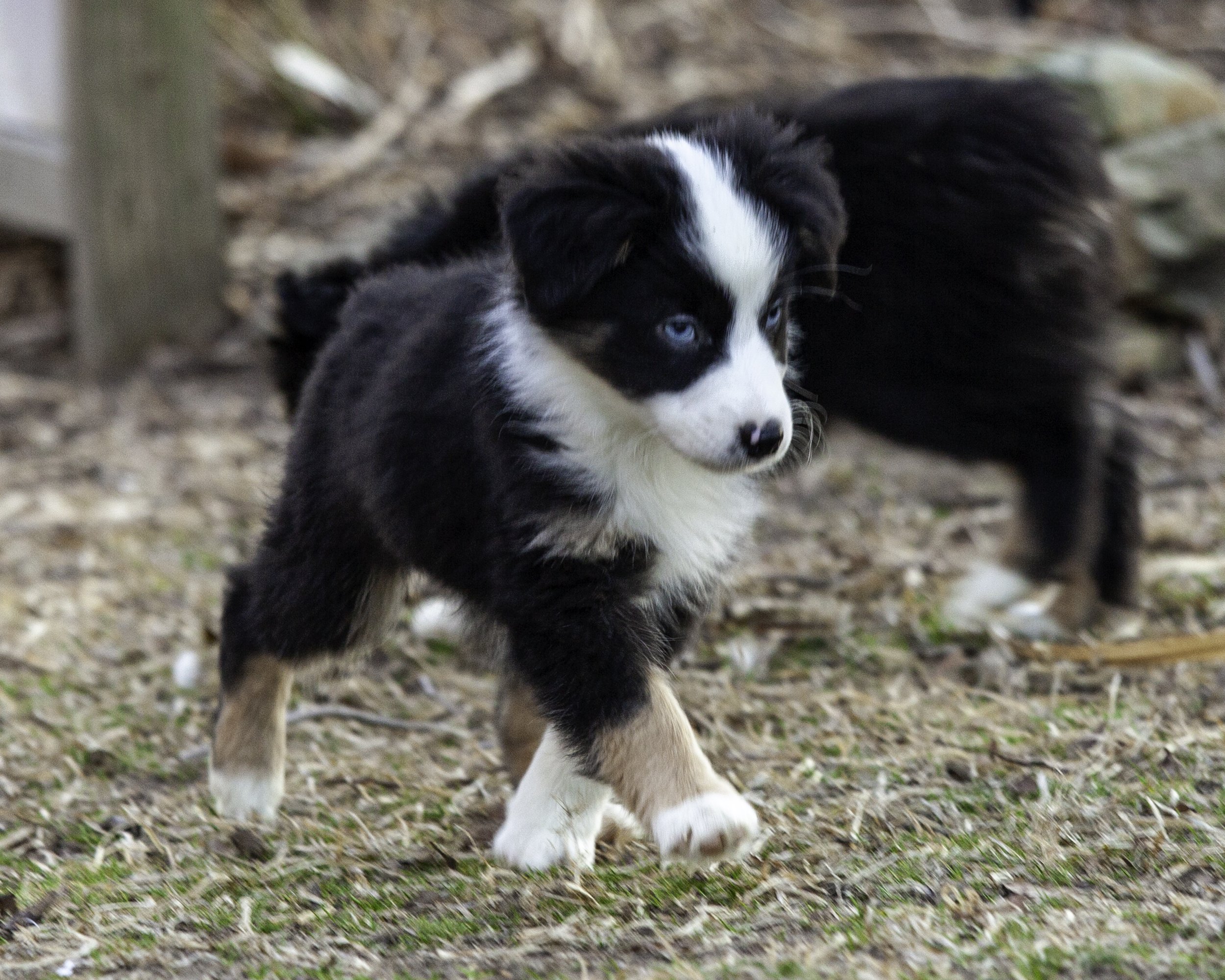puppies2-13 (390 of 538)-Edit.jpg