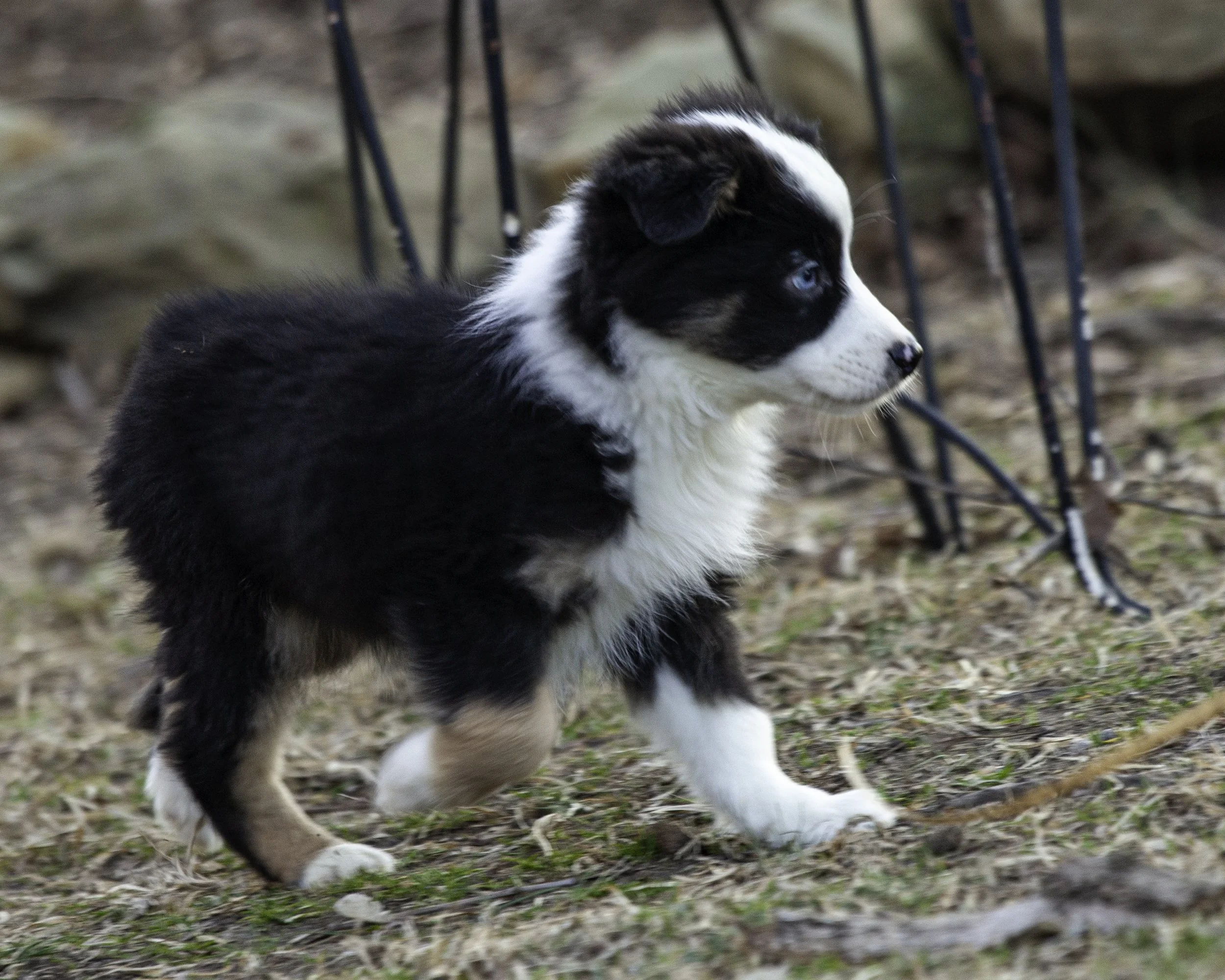 puppies2-13 (391 of 538)-Edit.jpg