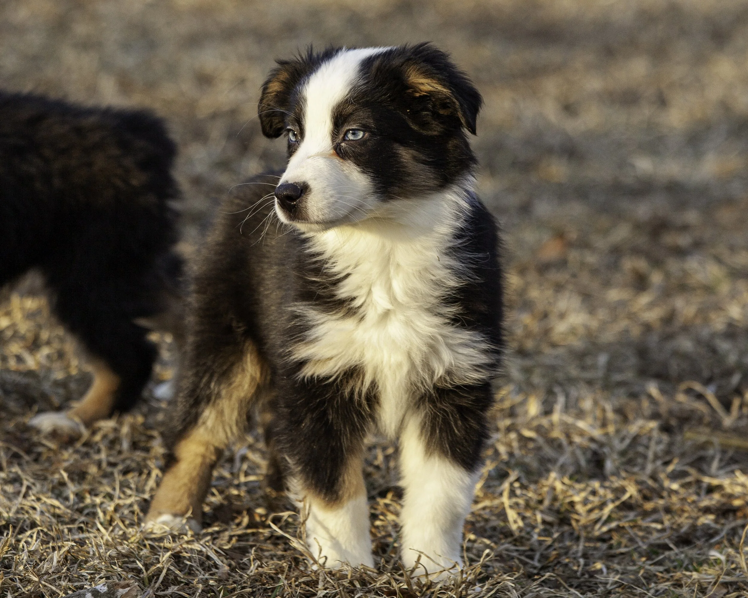 puppies2-13 (133 of 538)-Edit.jpg