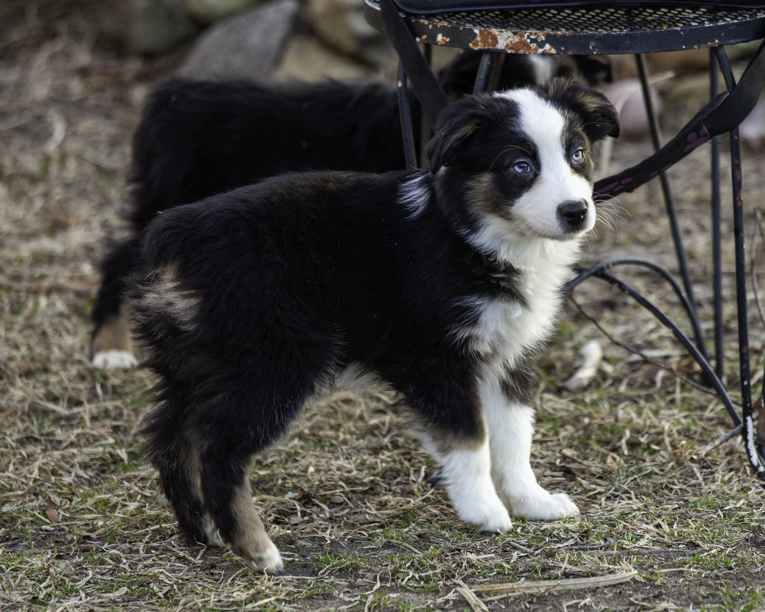 puppies2-13 (246 of 538)-Edit.jpg
