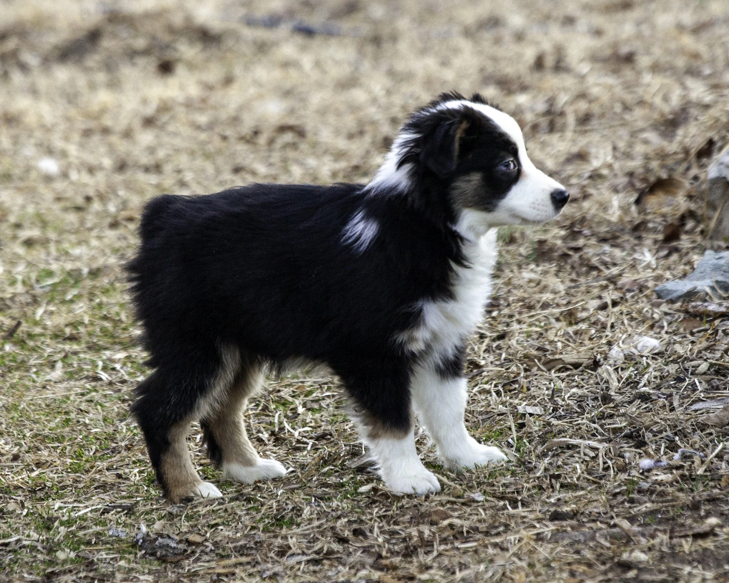 puppies2-13 (270 of 538)-Edit.jpg