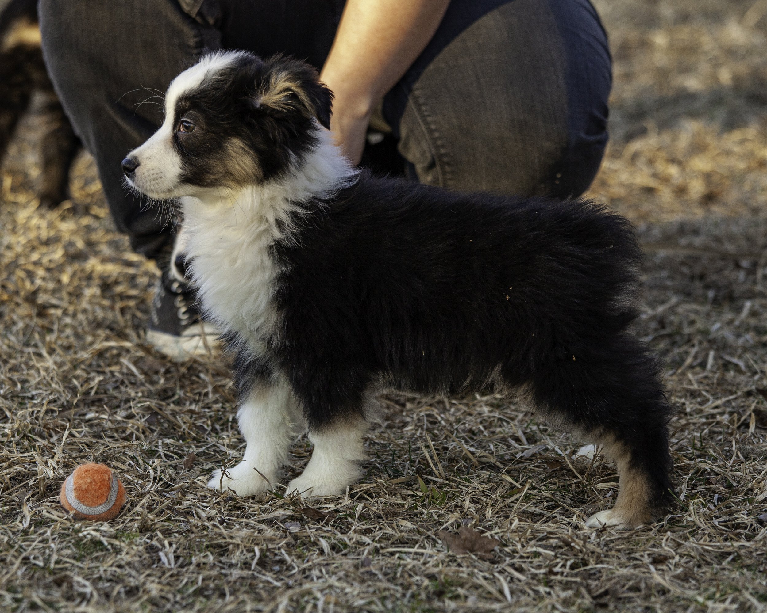 puppies2-13 (144 of 538)-Edit.jpg