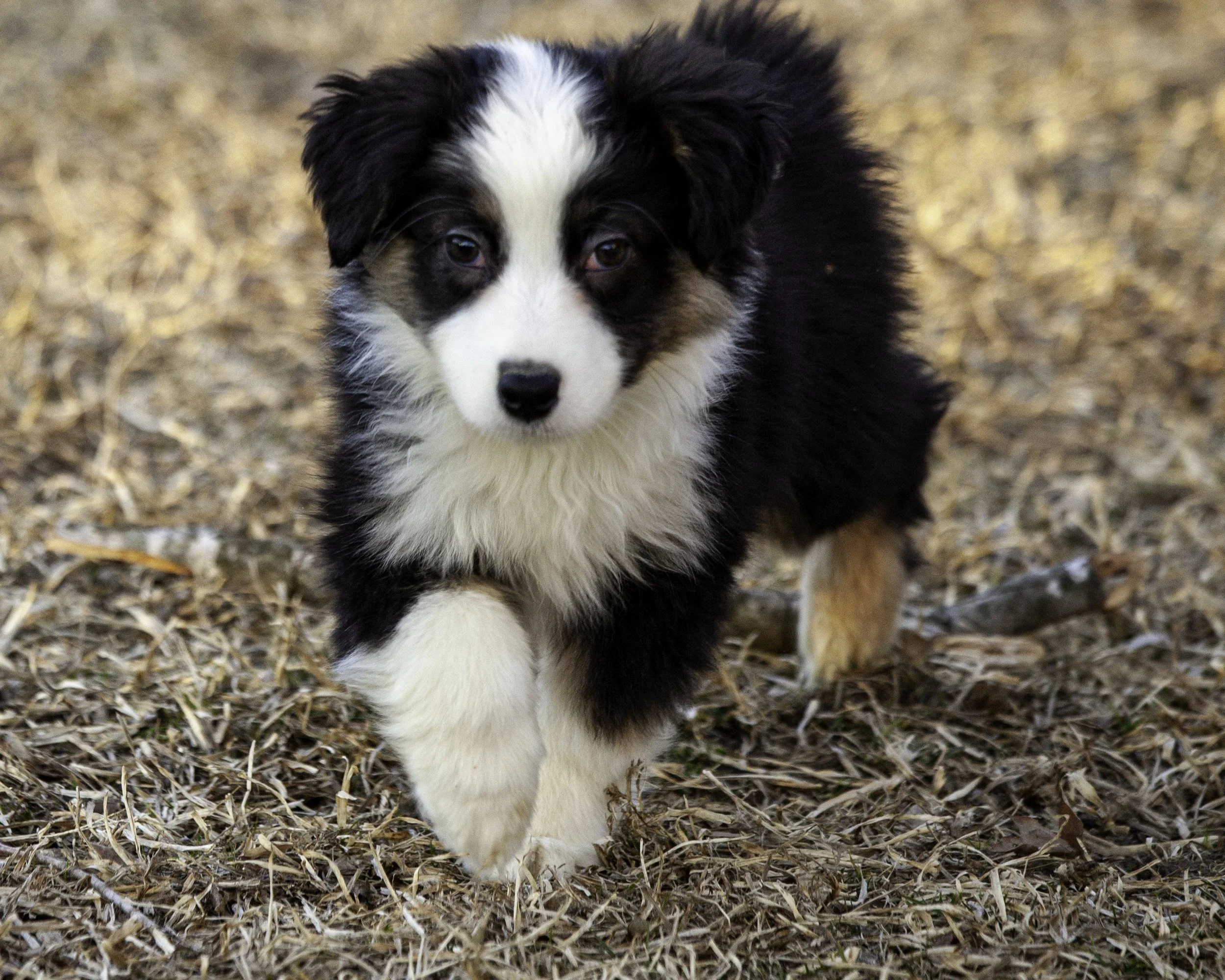puppies2-13 (159 of 538)-Edit.jpg