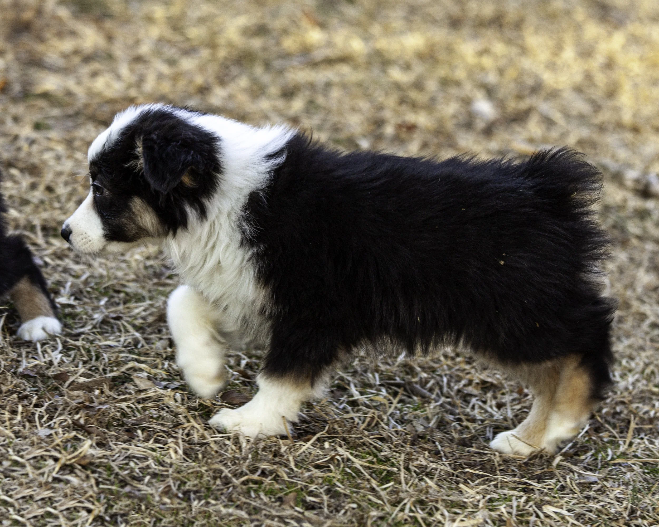 puppies2-13 (160 of 538)-Edit.jpg