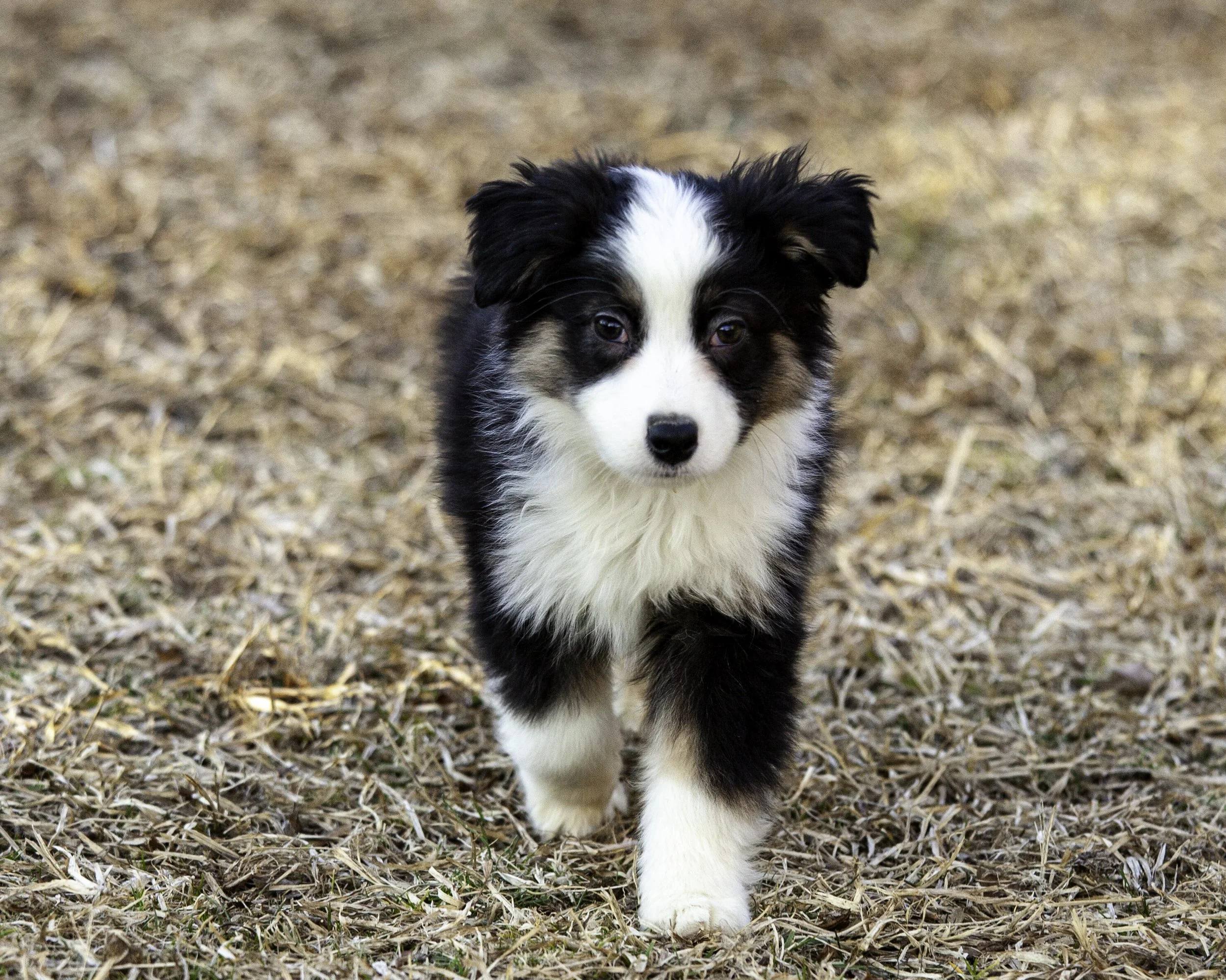 puppies2-13 (178 of 538)-Edit.jpg
