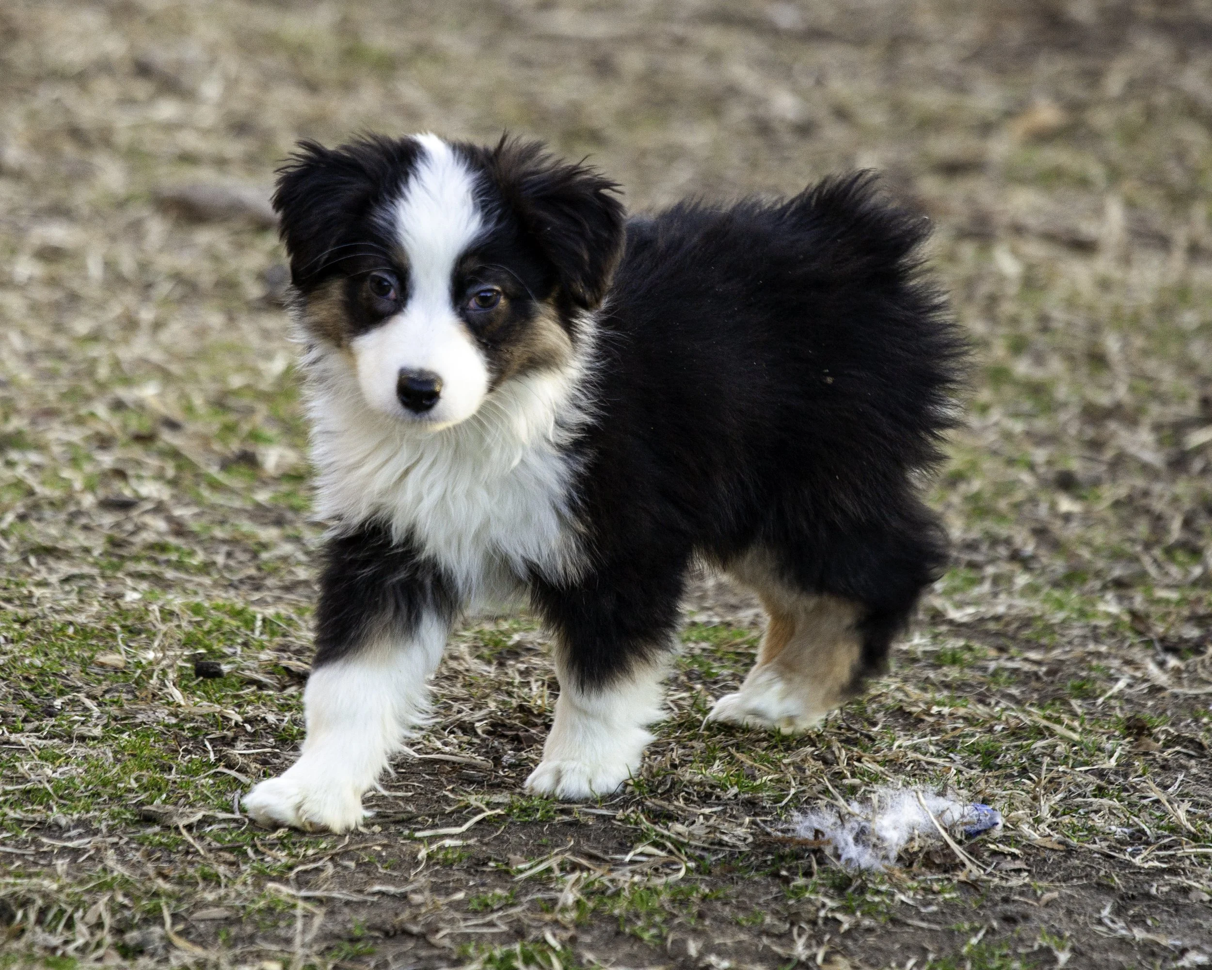 puppies2-13 (258 of 538)-Edit.jpg