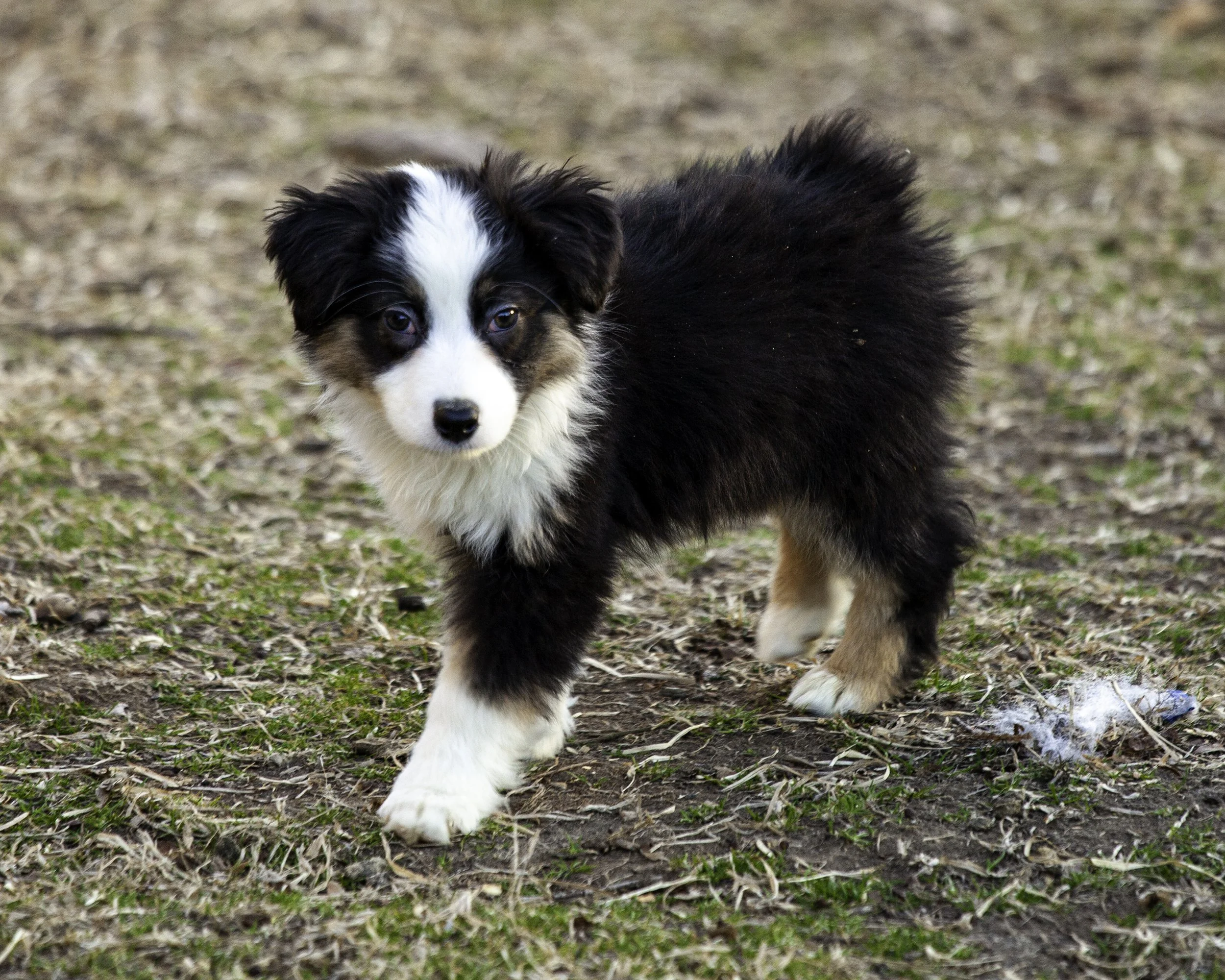 puppies2-13 (259 of 538)-Edit.jpg