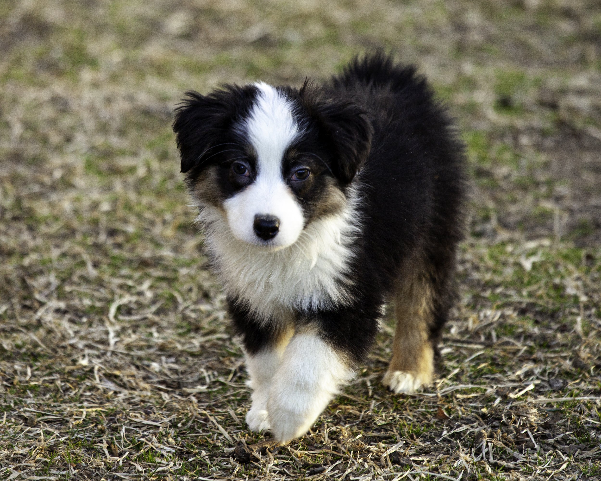 puppies2-13 (262 of 538)-Edit.jpg