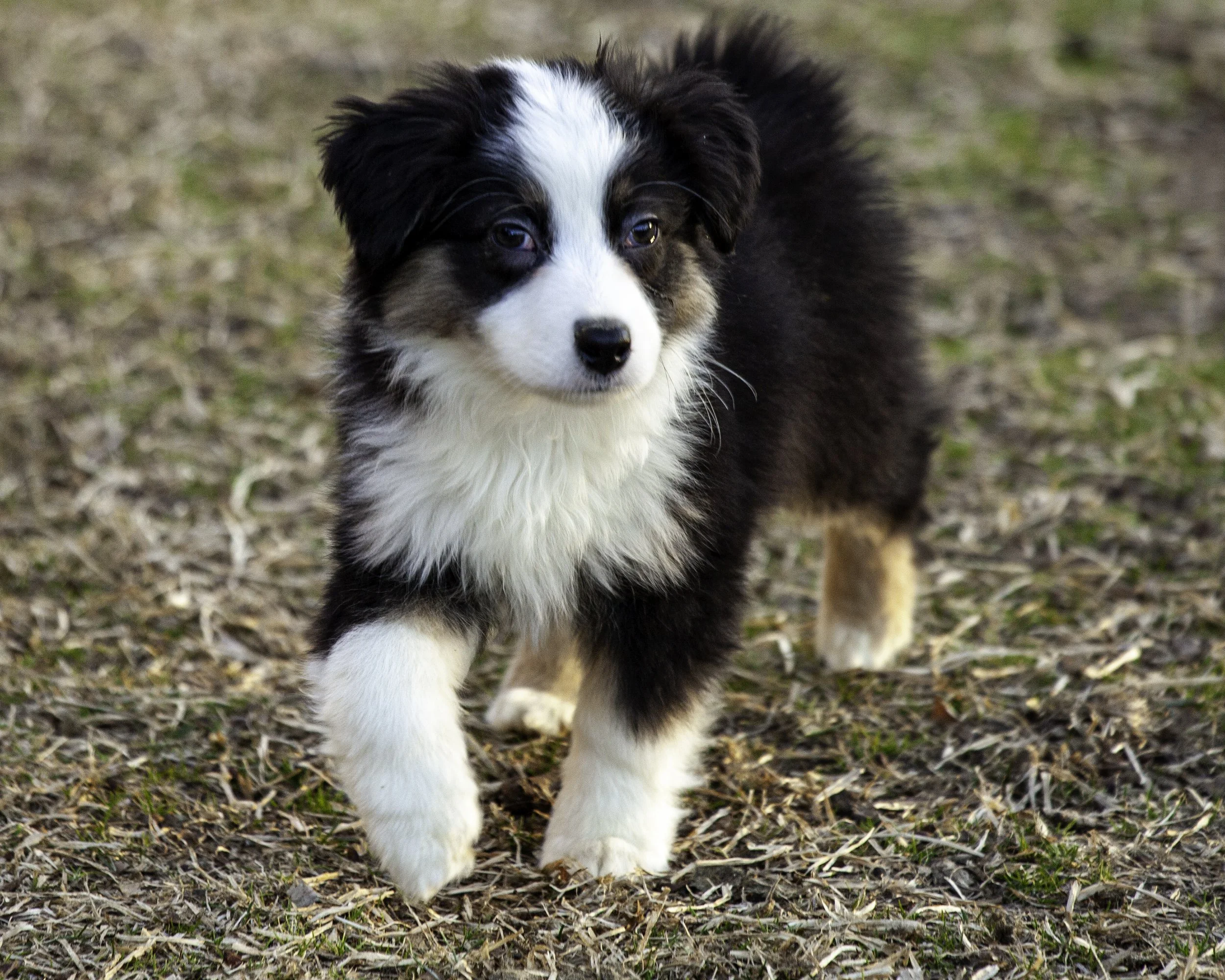 puppies2-13 (263 of 538)-Edit.jpg