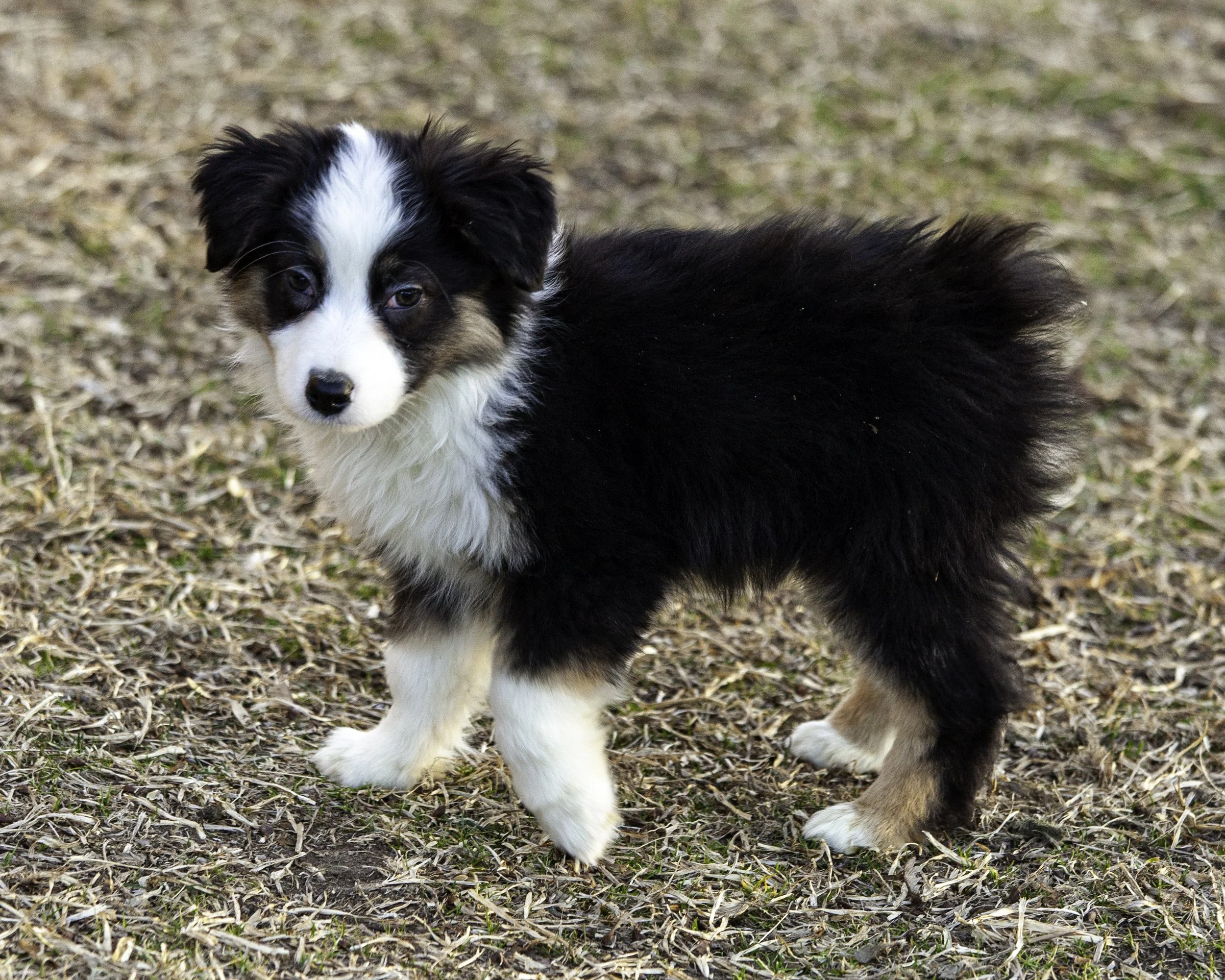 puppies2-13 (266 of 538)-Edit.jpg