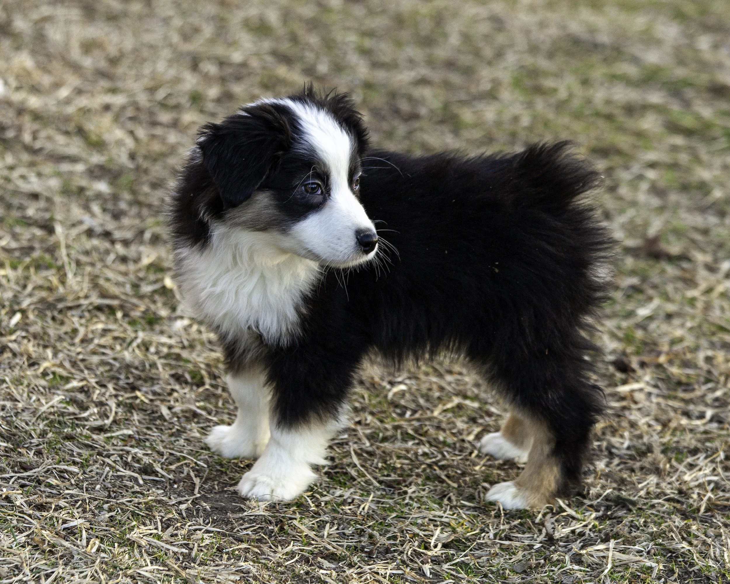 puppies2-13 (268 of 538)-Edit.jpg