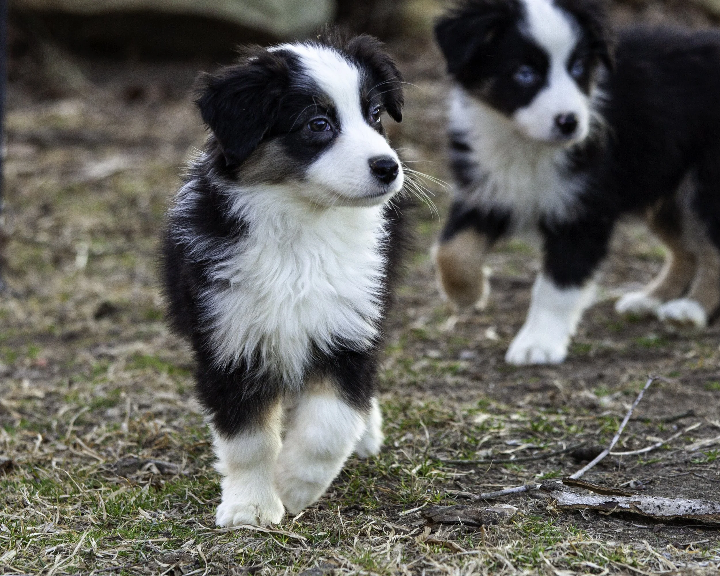 puppies2-13 (332 of 538)-Edit.jpg