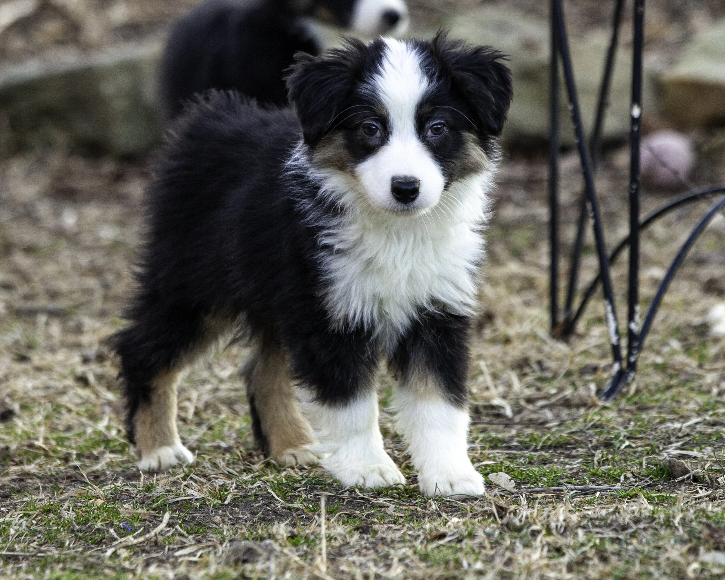 puppies2-13 (373 of 538)-Edit.jpg