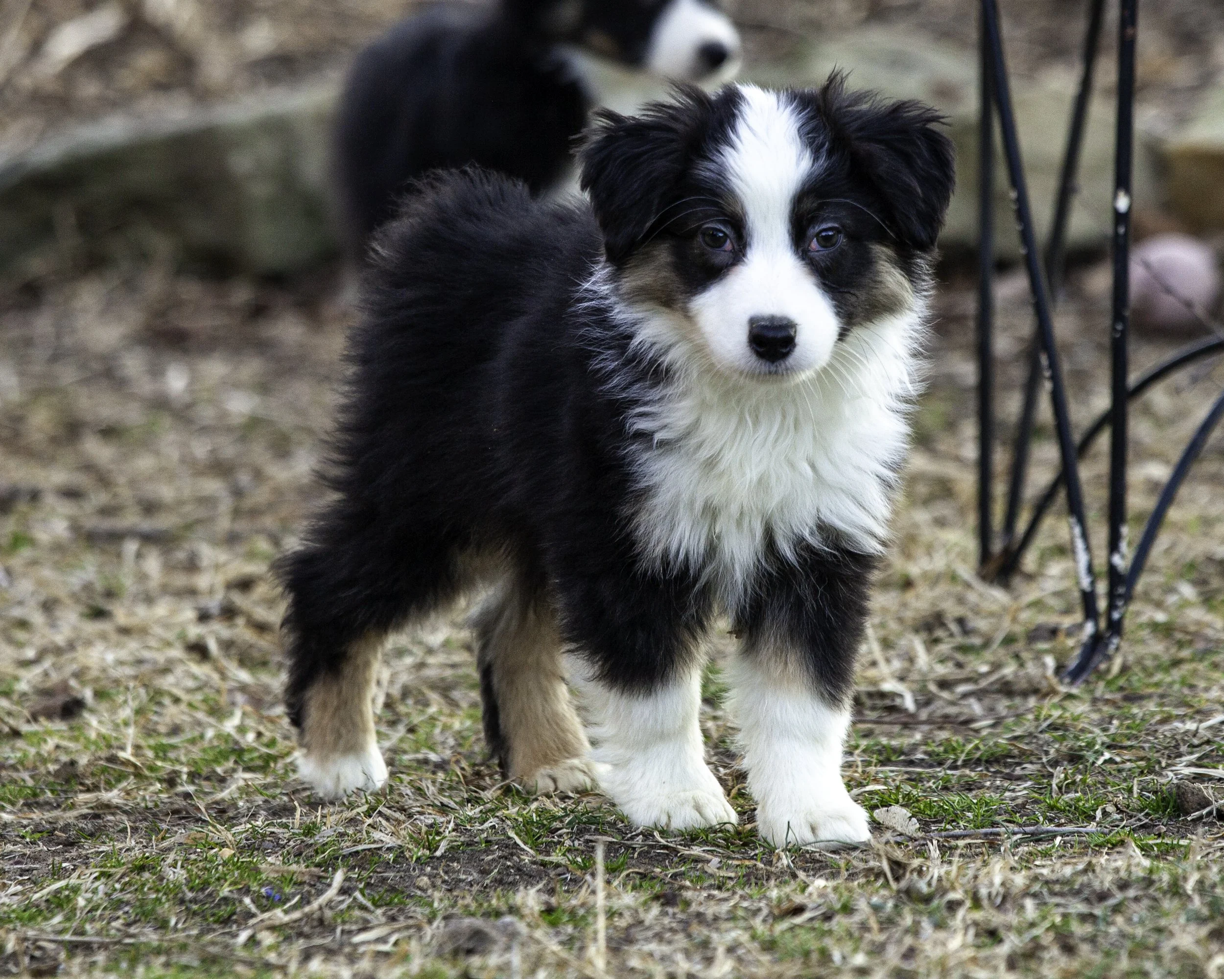 puppies2-13 (374 of 538)-Edit.jpg