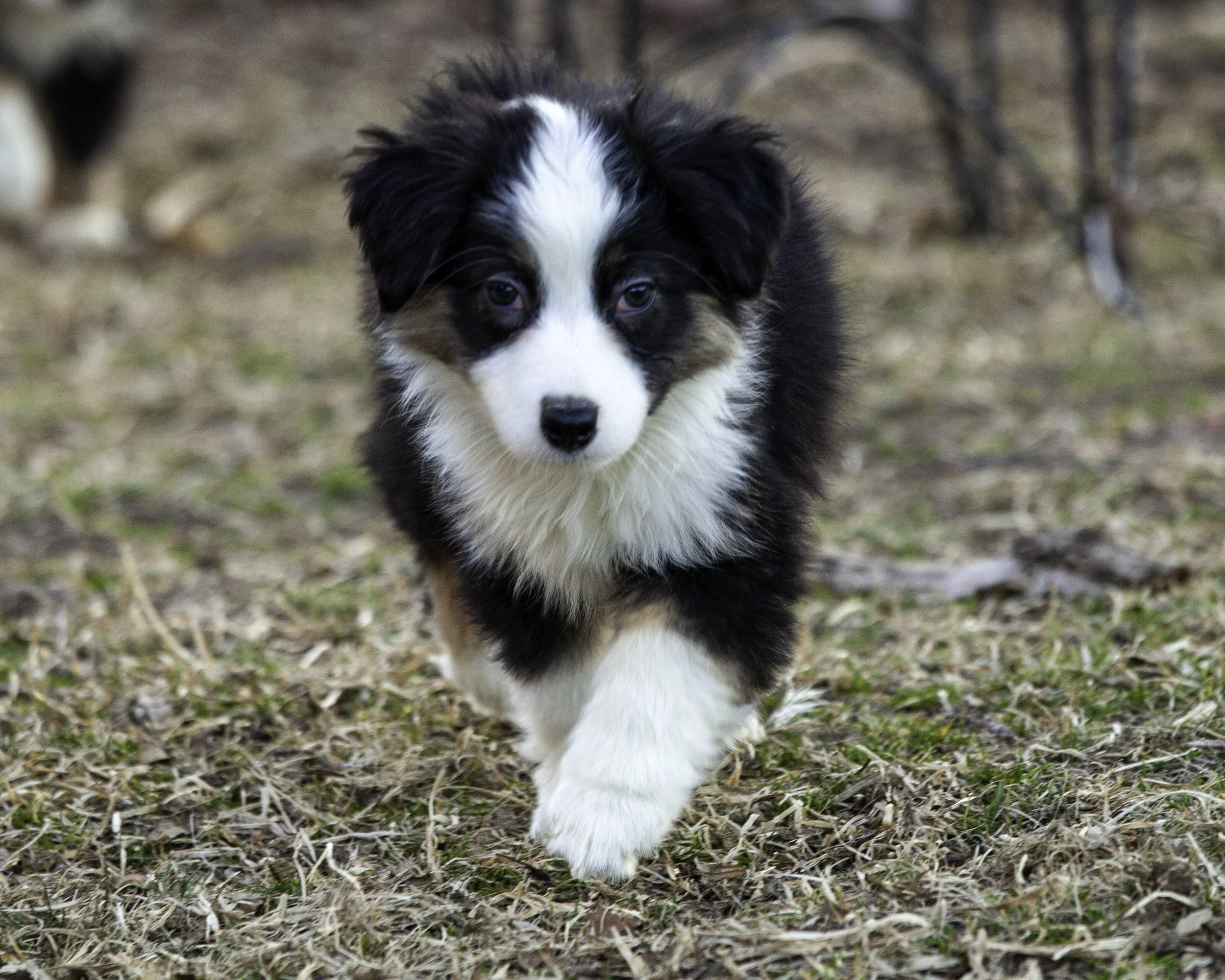 puppies2-13 (379 of 538)-Edit.jpg