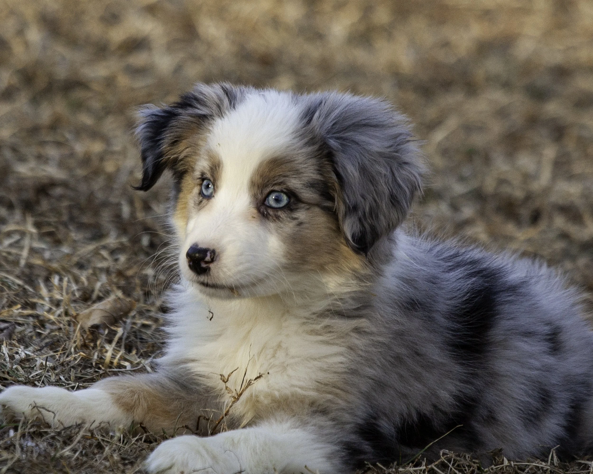 puppies2-13 (78 of 538)-Edit.jpg