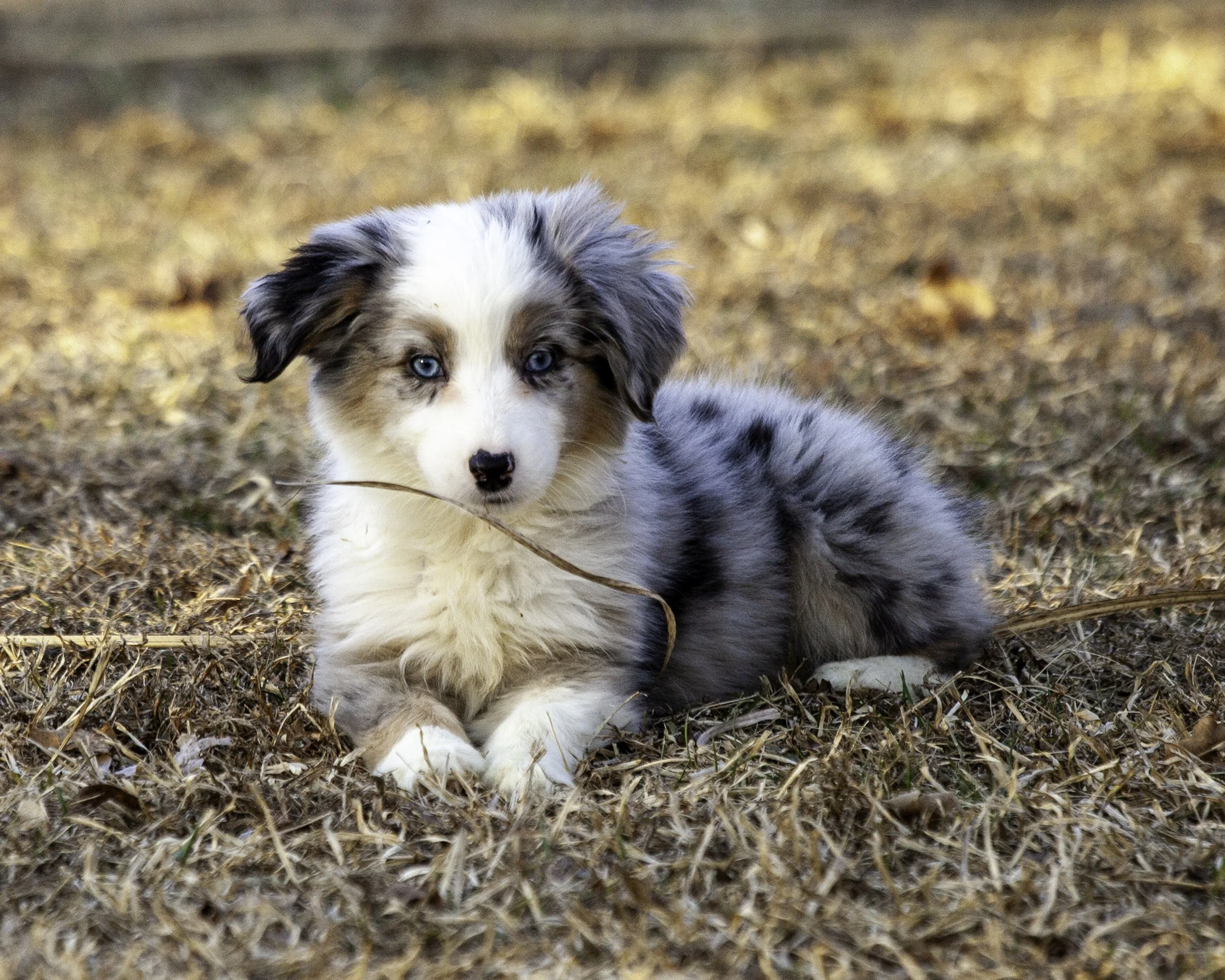 puppies2-13 (26 of 538)-Edit.jpg