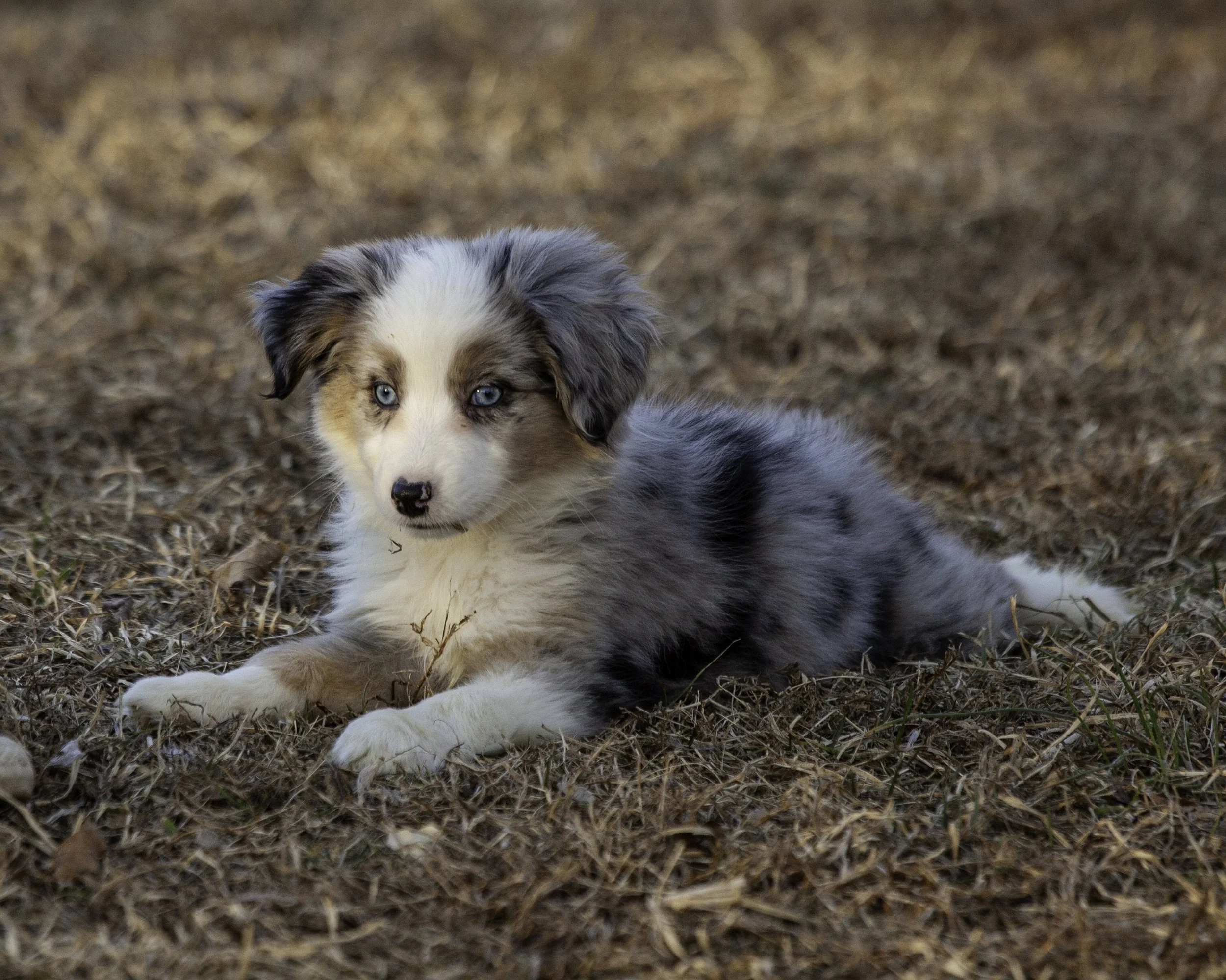 puppies2-13 (80 of 538)-Edit.jpg