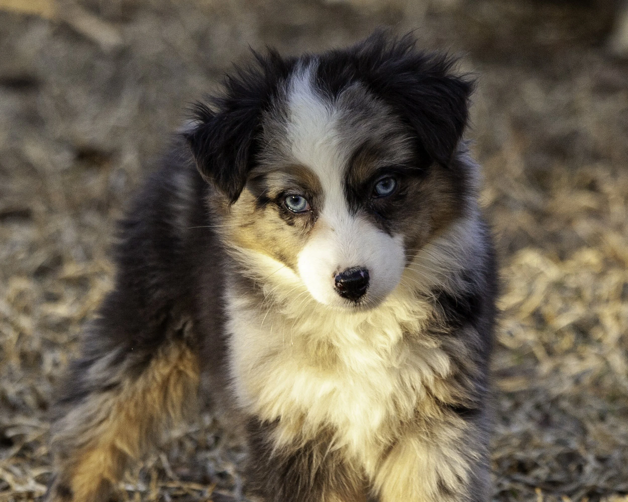 puppies2-13 (39 of 538)-Edit.jpg