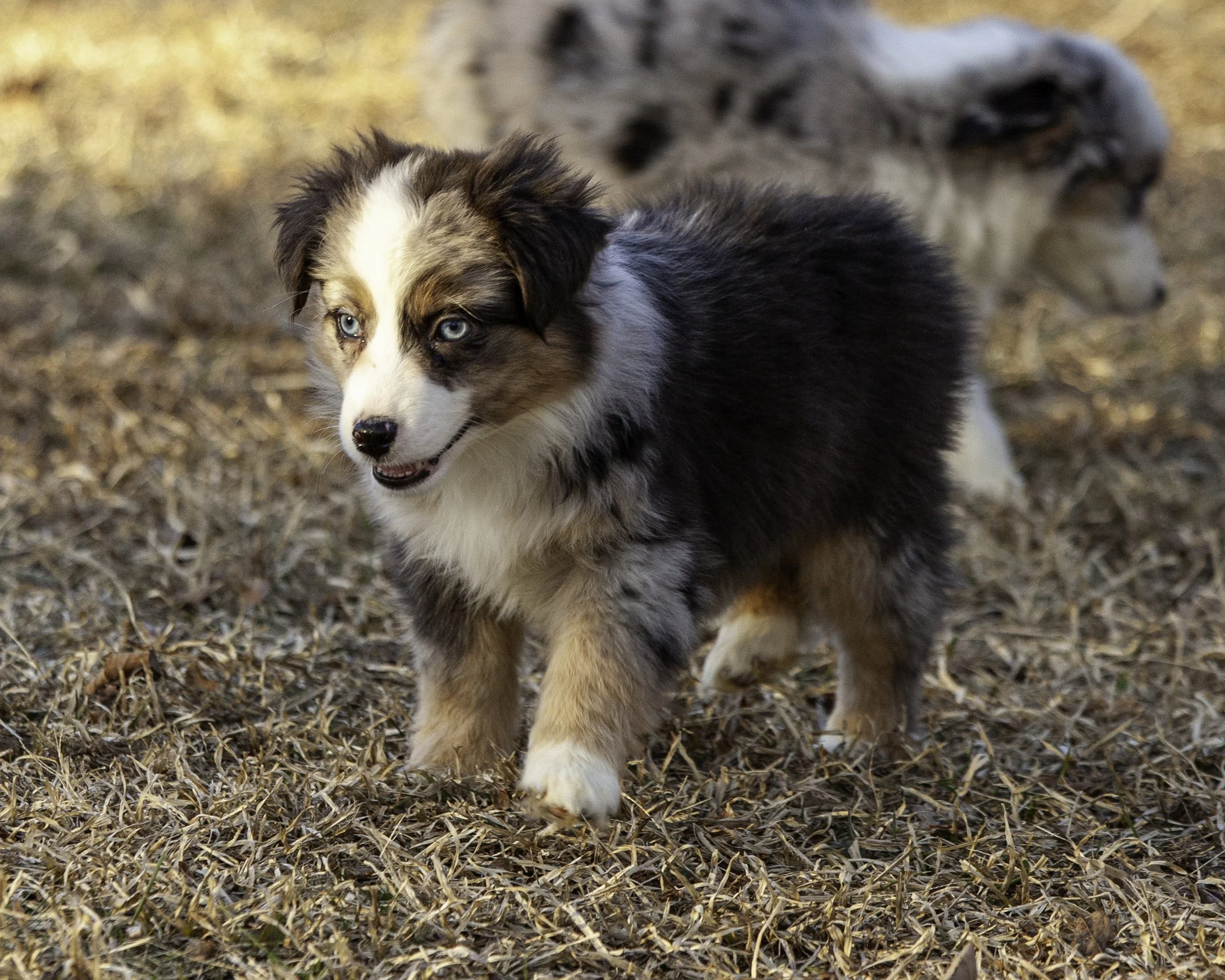puppies2-13 (34 of 538)-Edit.jpg