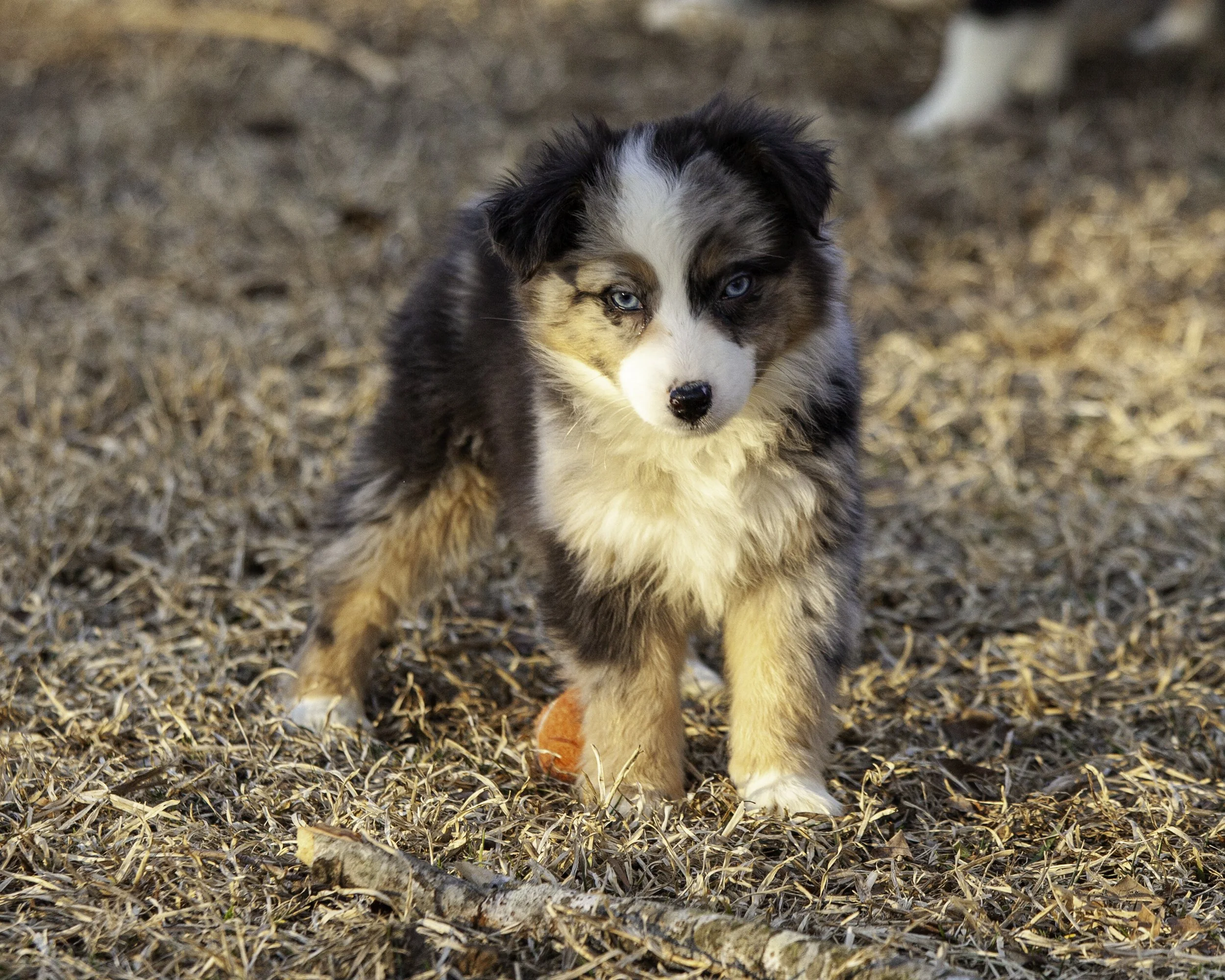puppies2-13 (40 of 538)-Edit.jpg