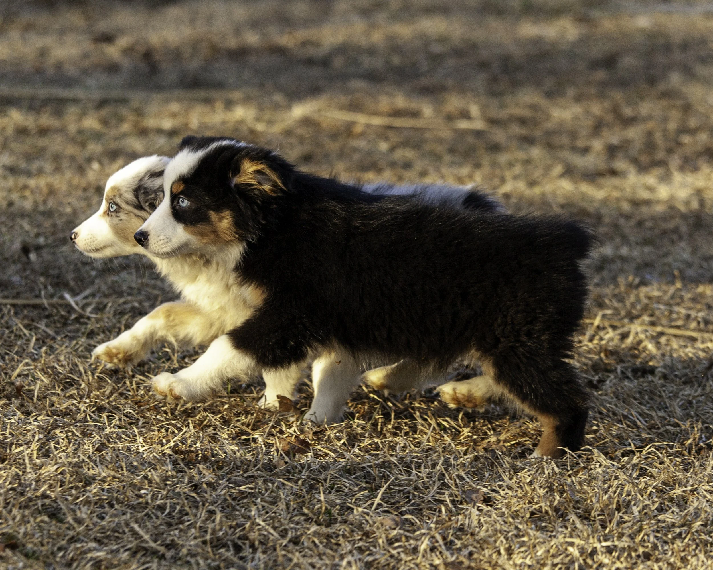 puppies2-13 (6 of 538)-Edit.jpg