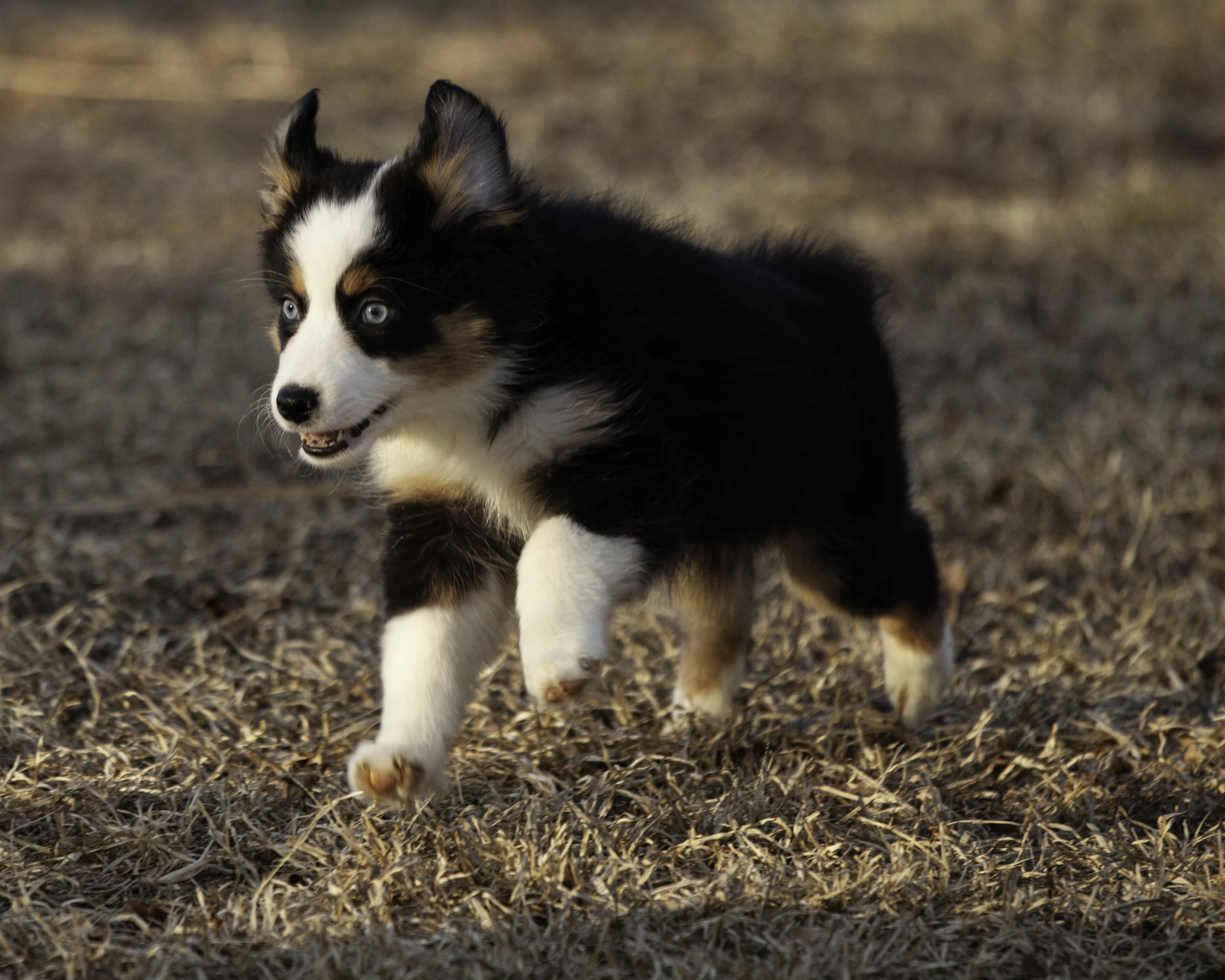 puppies2-13 (20 of 538)-Edit.jpg