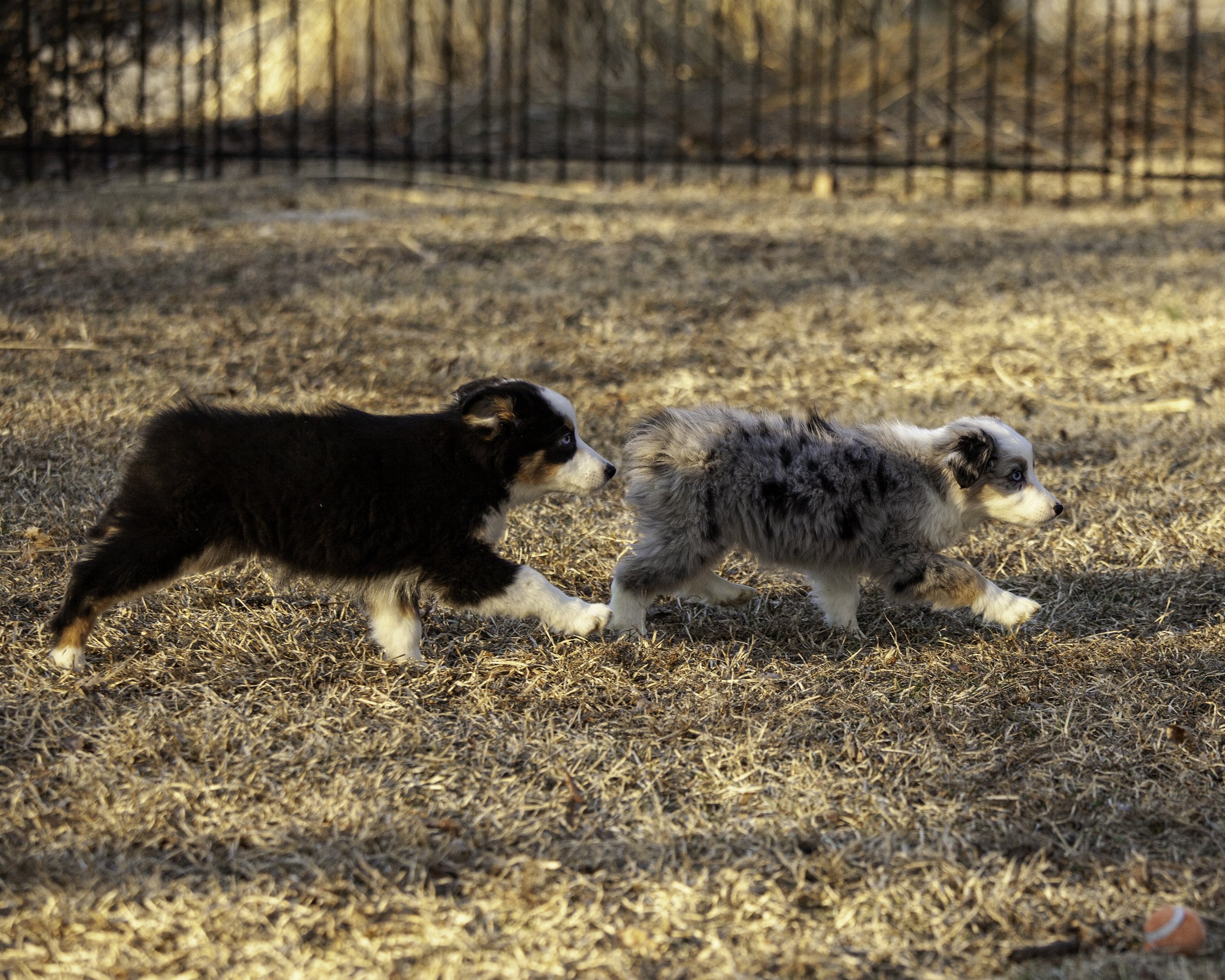 puppies2-13 (10 of 538)-Edit.jpg
