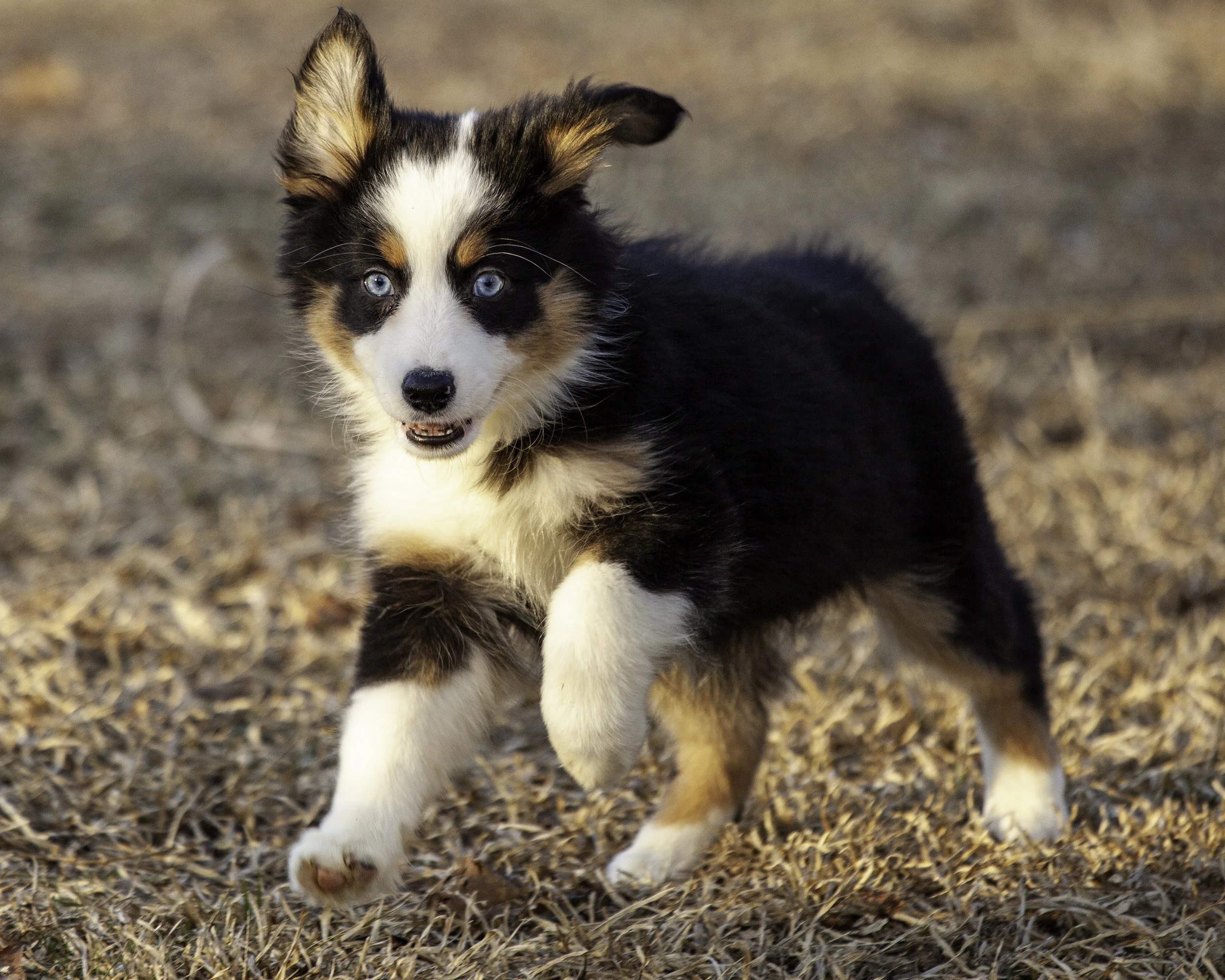 puppies2-13 (21 of 538)-Edit.jpg