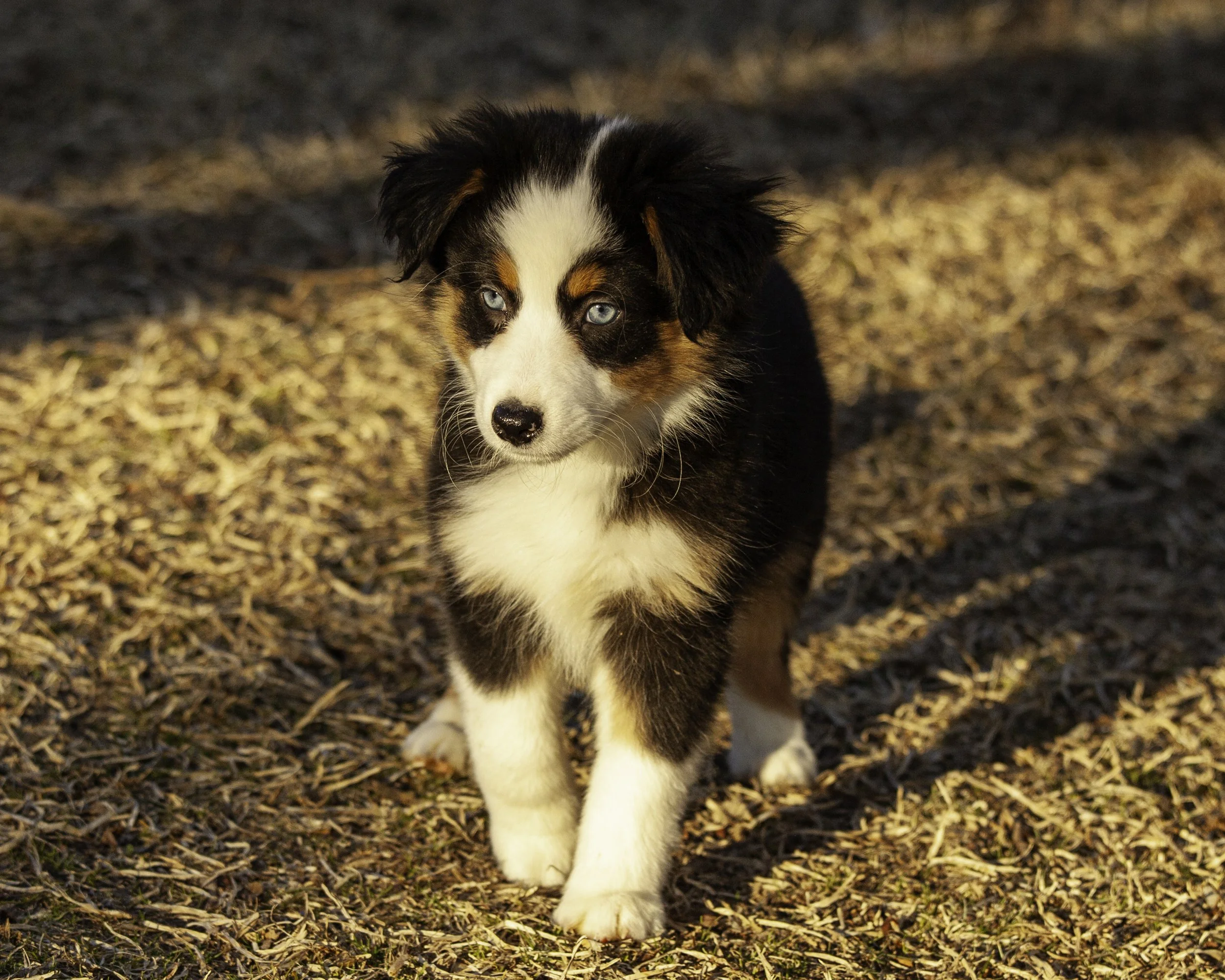 puppies2-13 (89 of 538)-Edit.jpg
