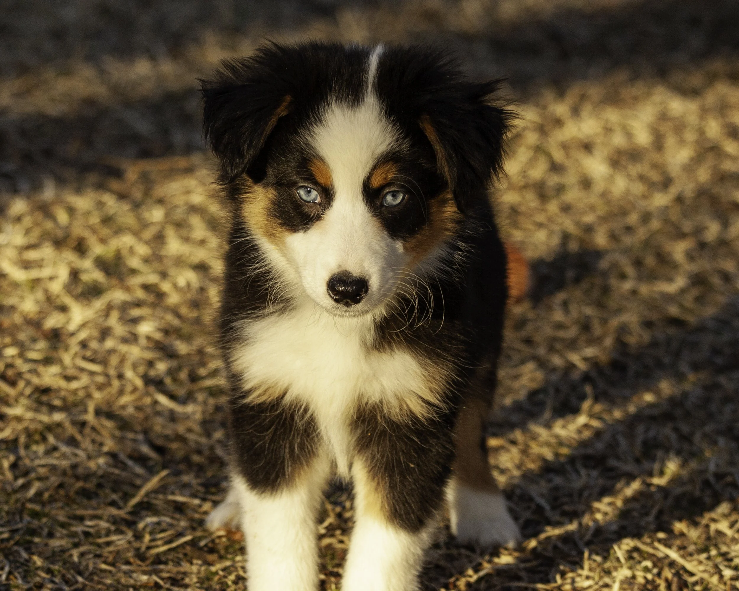 puppies2-13 (90 of 538)-Edit.jpg