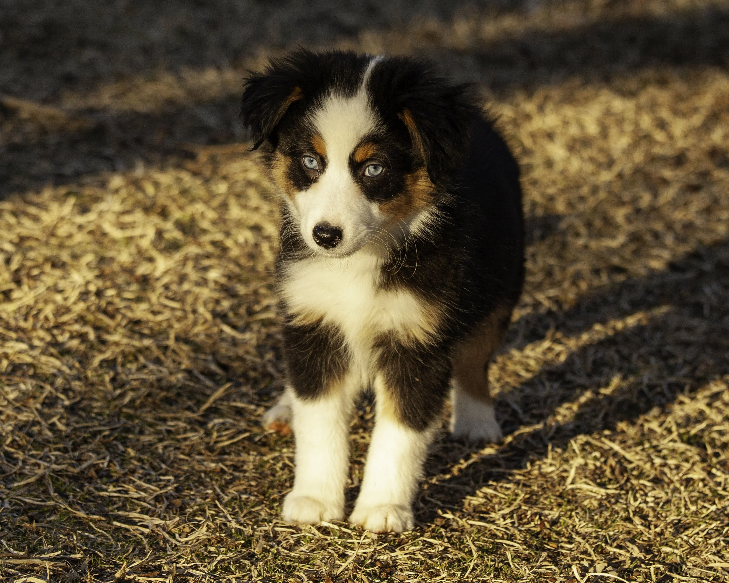 puppies2-13 (92 of 538)-Edit.jpg