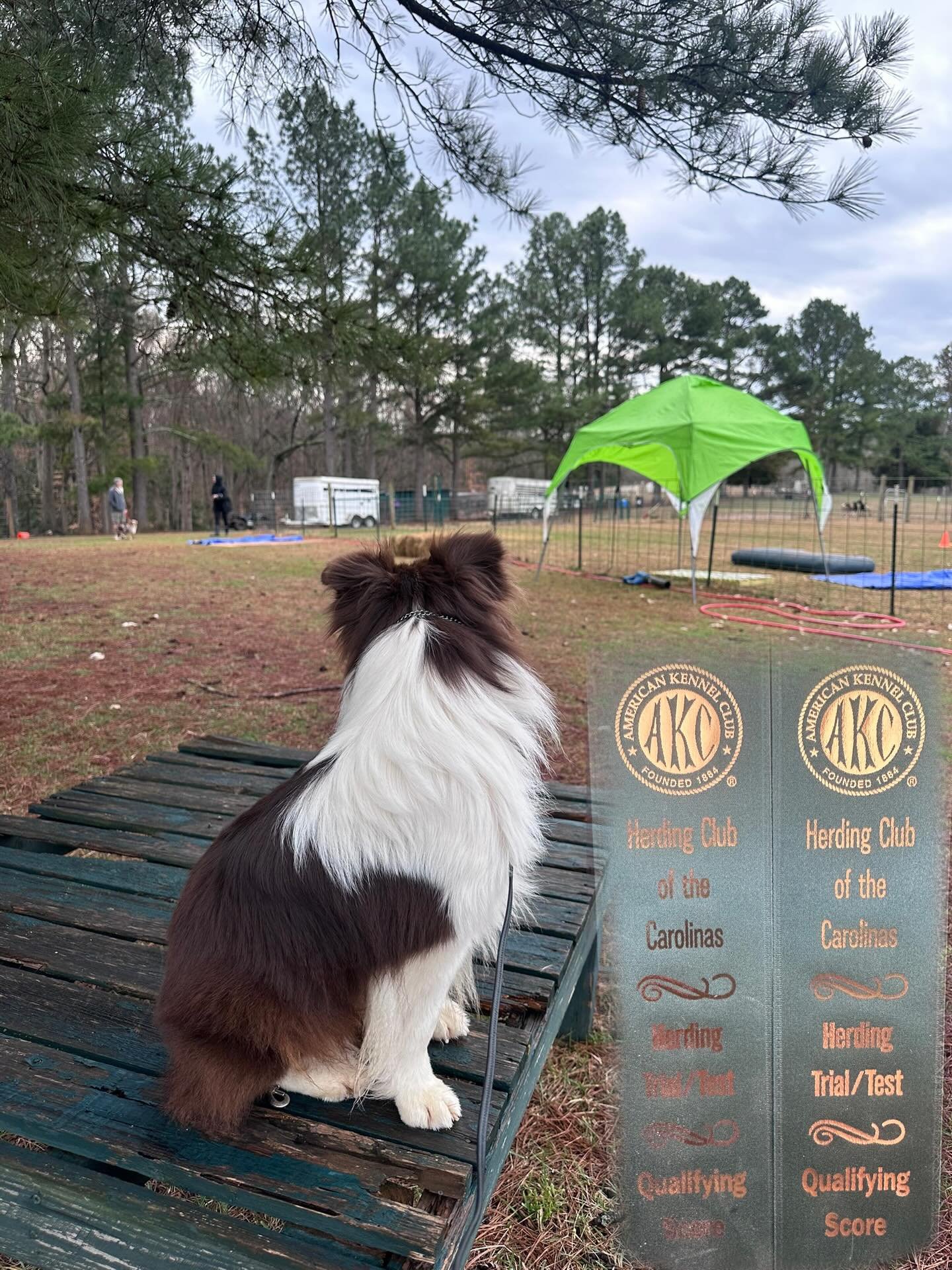 Kip has had a busy week, first Happy Ratters, then he got to try out herding for the first time at On The Lamb.  He had a great time and earned his 2 qualifying scores for AKC herding test, giving him his first title in herding.  Now to start him wit