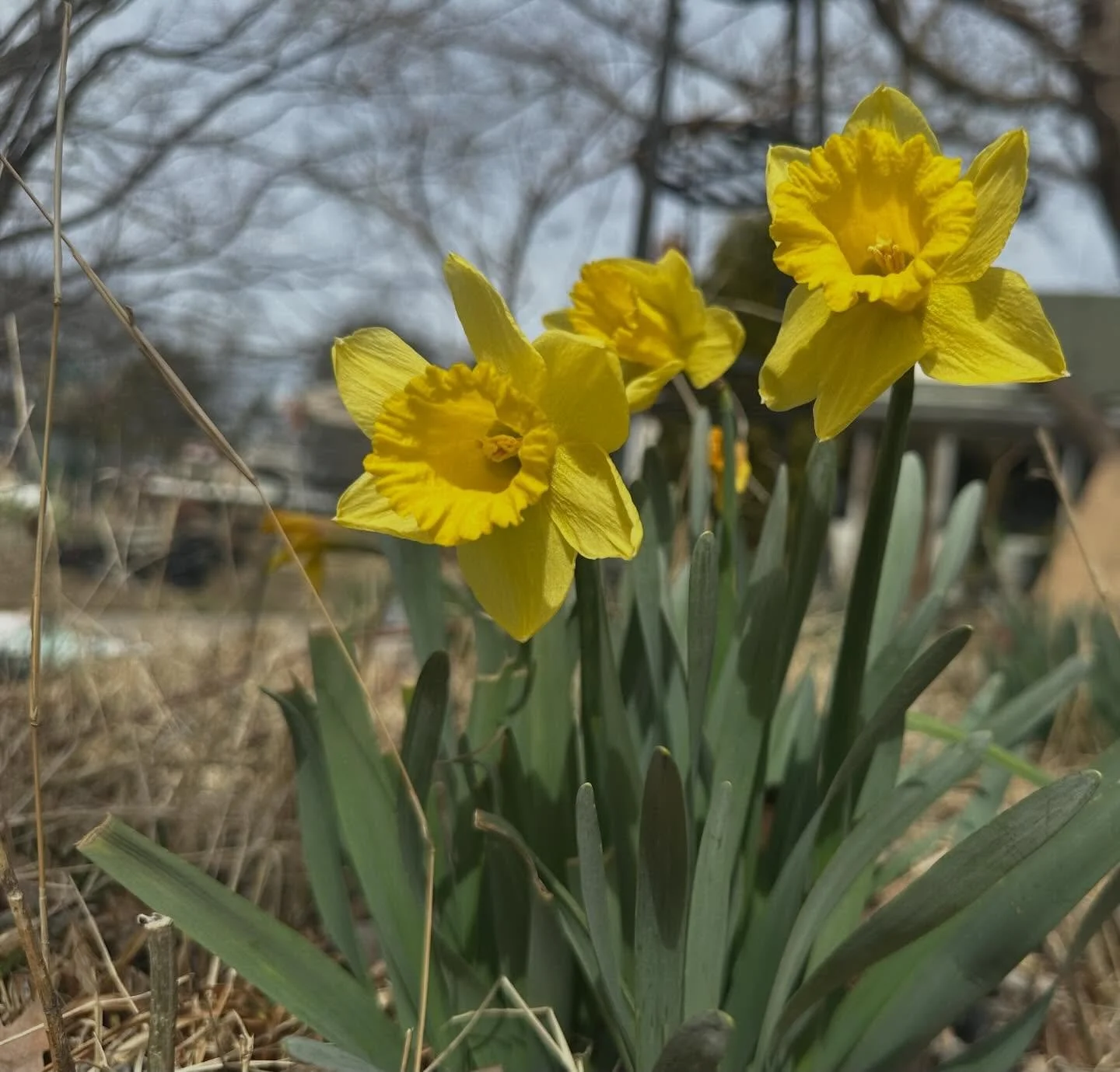 First Daffodils 🤗 Come on spring!