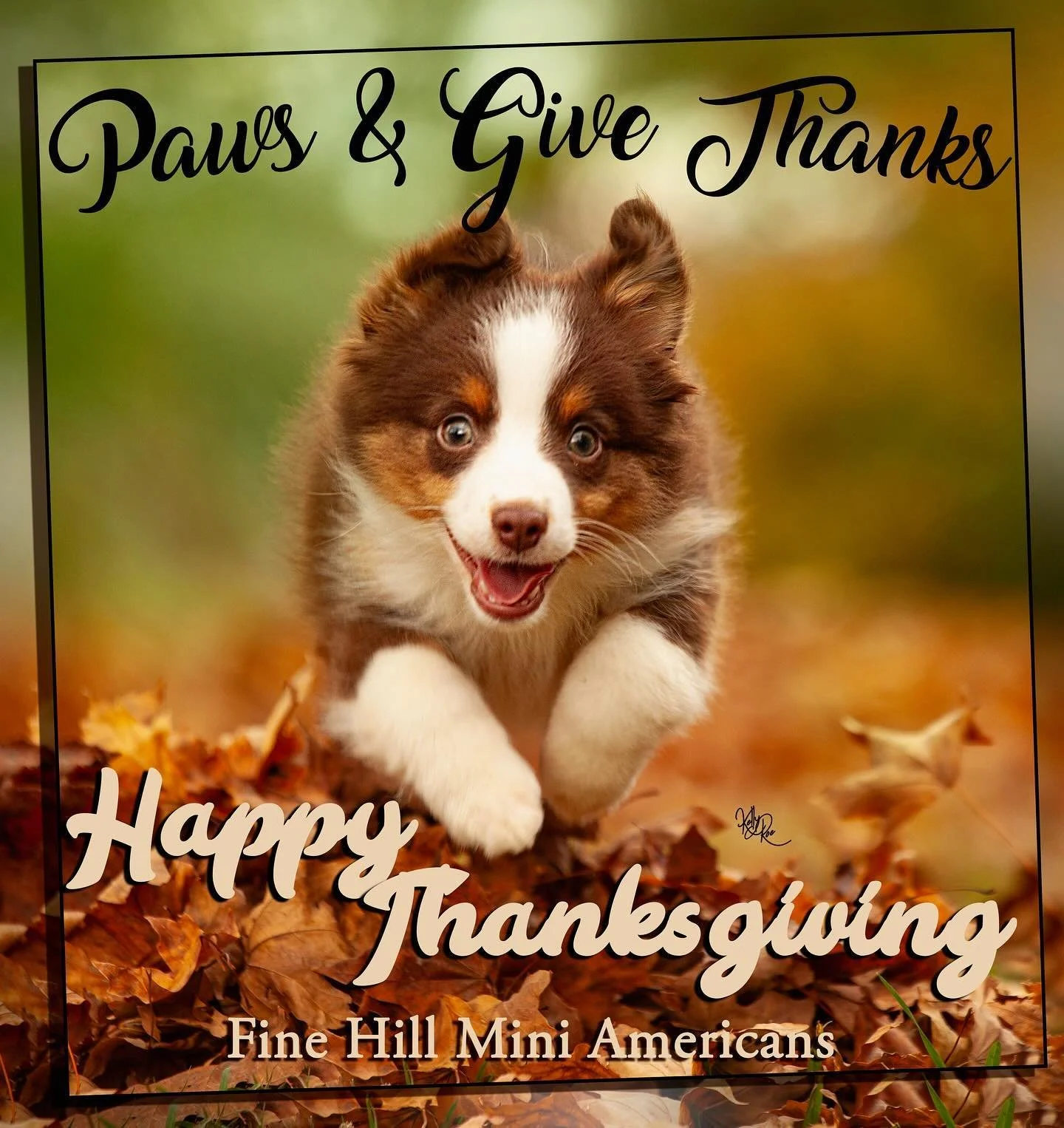 Happy Thanksgiving to everyone!