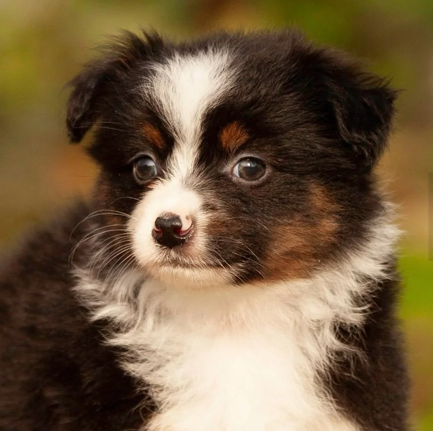 Beautiful Toy Aussies.  She is a black tri female. Will be 11 to 12 inches tall full grown.