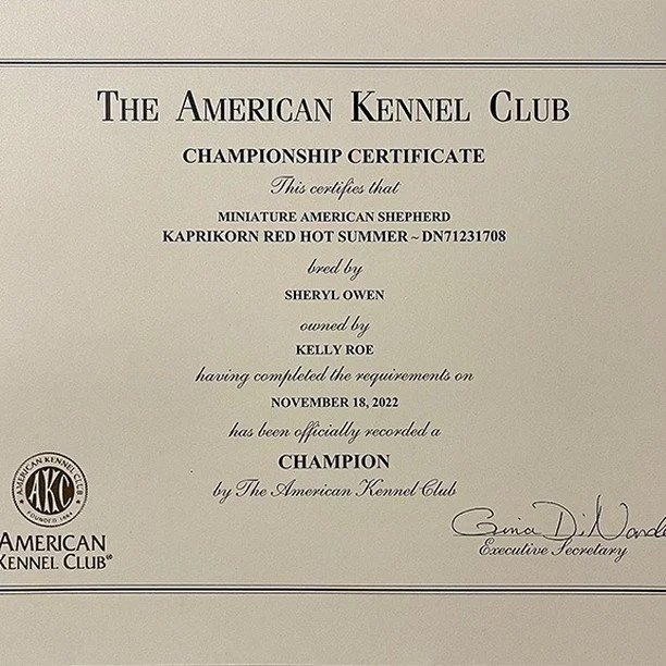 Today Kipling&rsquo;s Official AKC Championship certificate came in the mail. Kip has an amazing show record so far. He finished his Championship in only 4 shows!