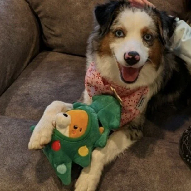 We got a wonderful update on Willow from the Smith Family. Willow is an Adora and Max puppy. 
Love the Christmas tree dog toy!