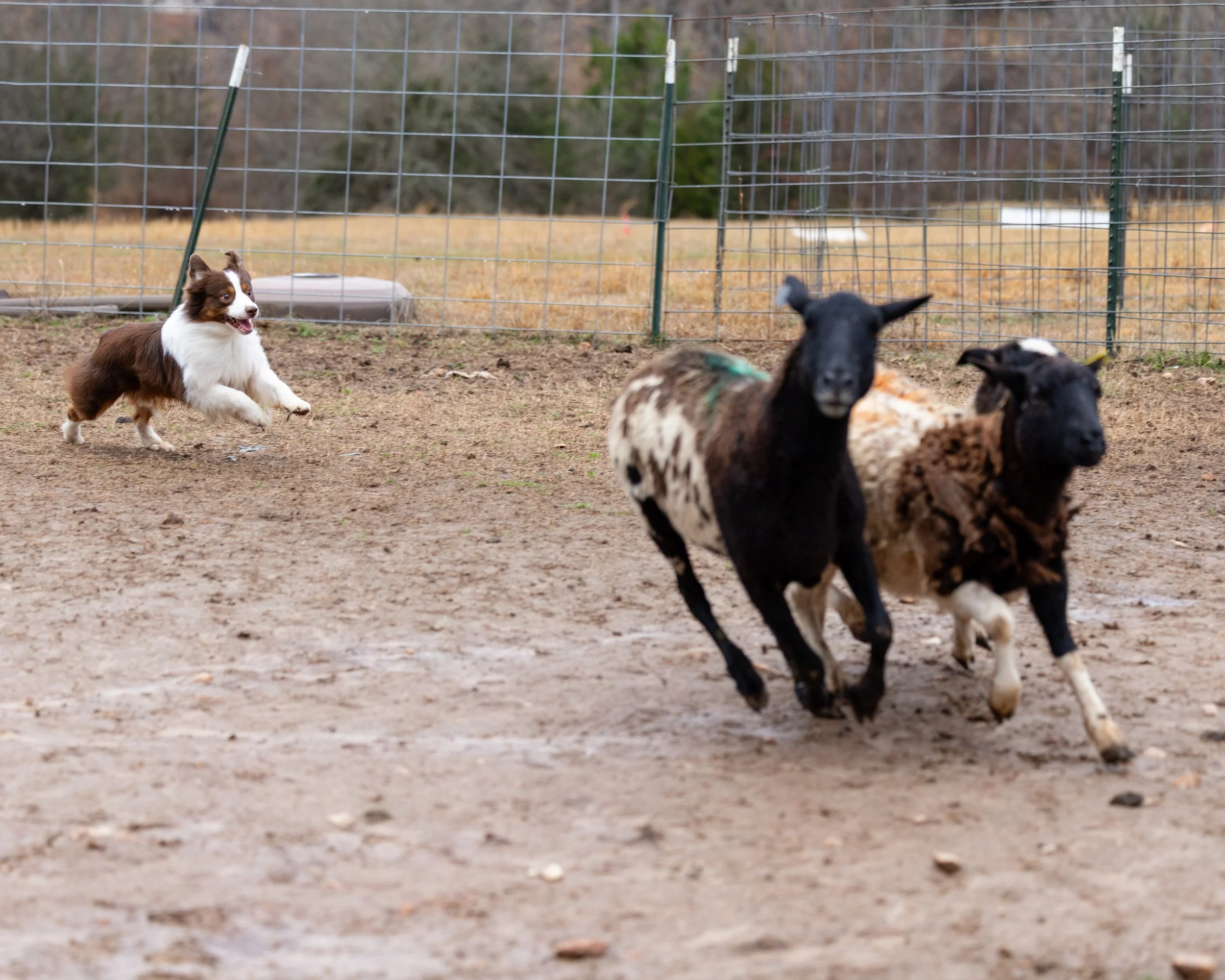 KipHerdingTest5.jpg