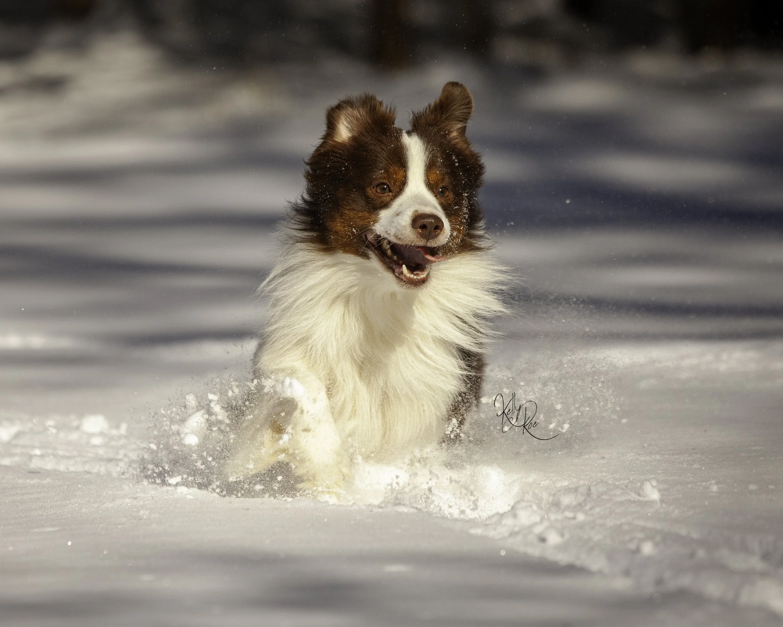 Snowdogs2 (287 of 420)-Edit.jpg