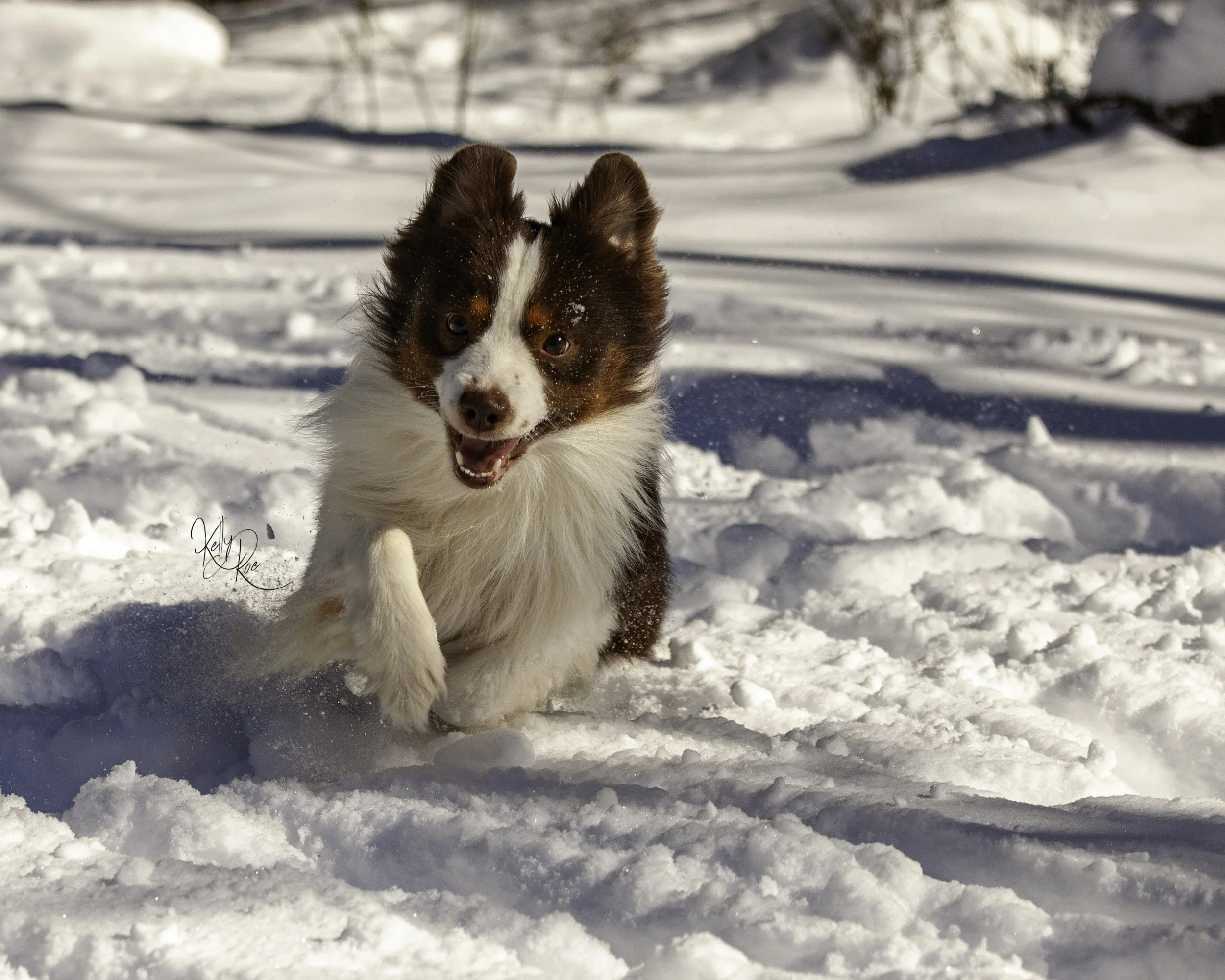Snowdogs2 (262 of 420)-Edit.jpg