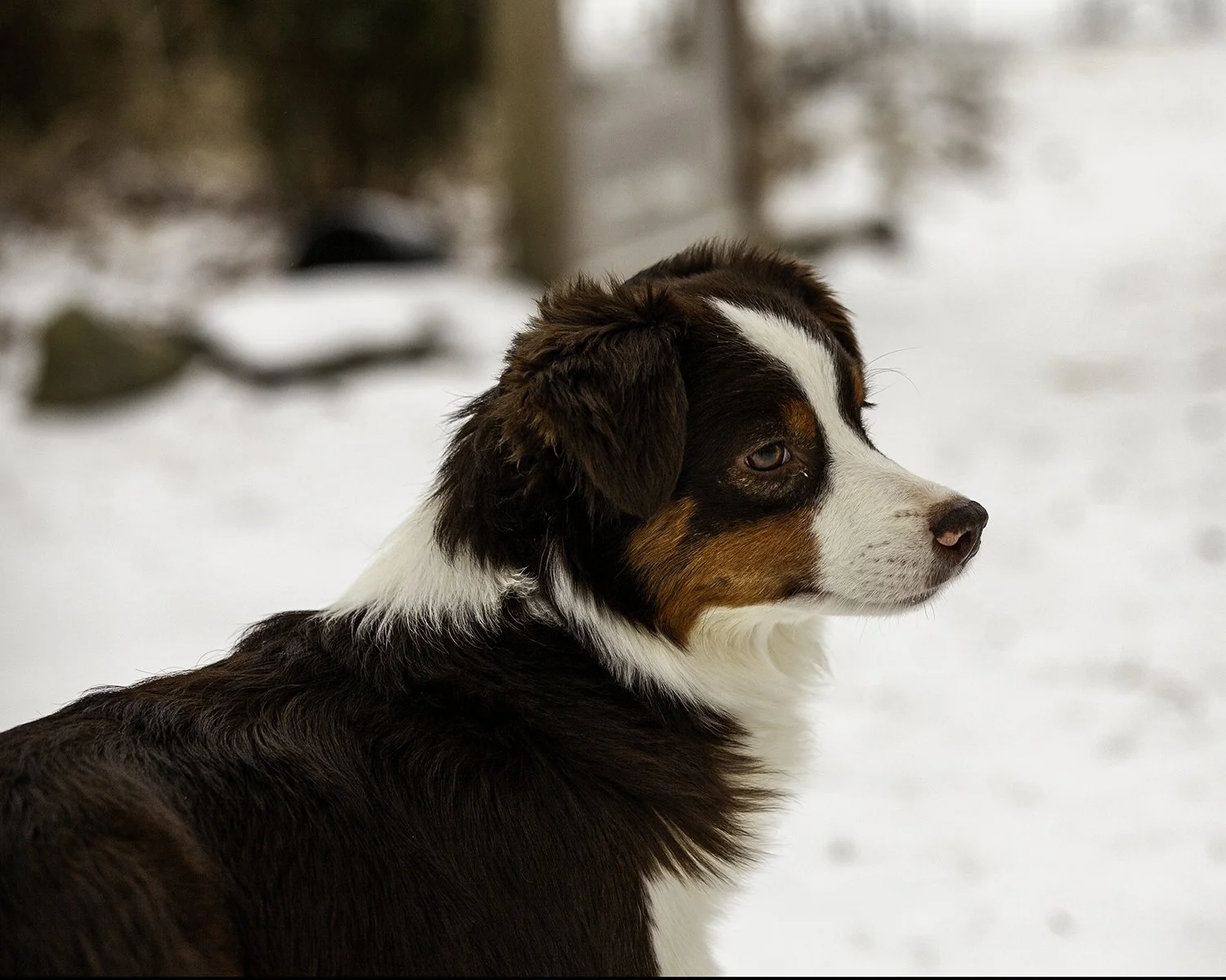 SNOWDOGS (5 of 163)-Edit.jpg