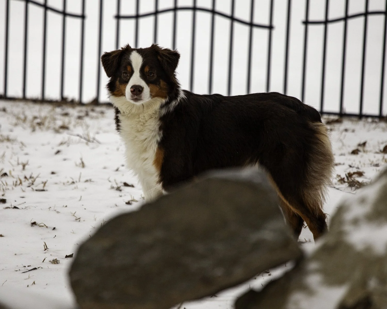 SNOWDOGS (11 of 163)-Edit.jpg
