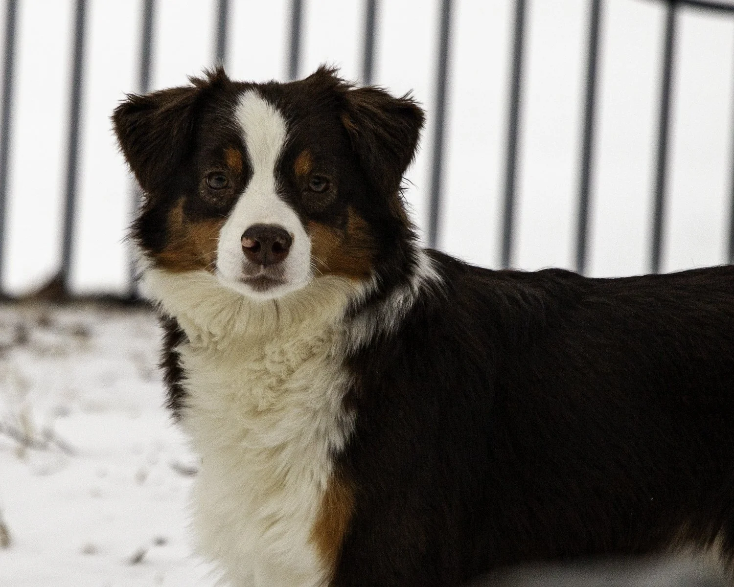 SNOWDOGS (17 of 163)-Edit.jpg