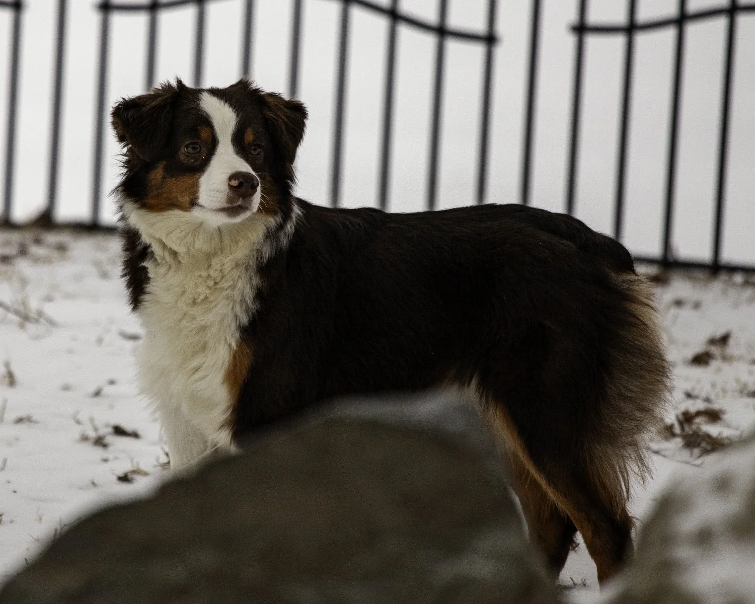 SNOWDOGS (23 of 163)-Edit.jpg